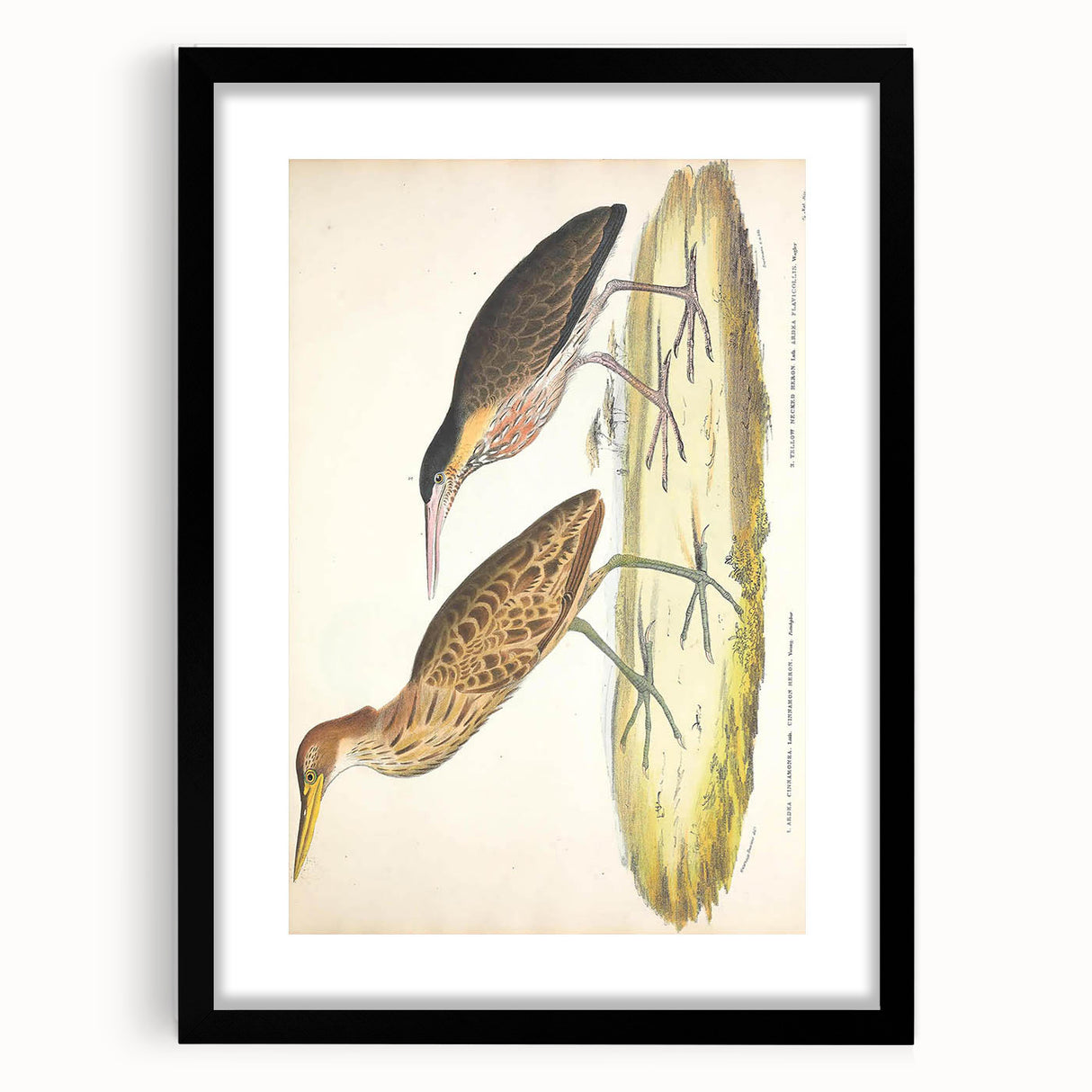 Vintage Animal Art – Yellow-Necked Heron Illustration Print