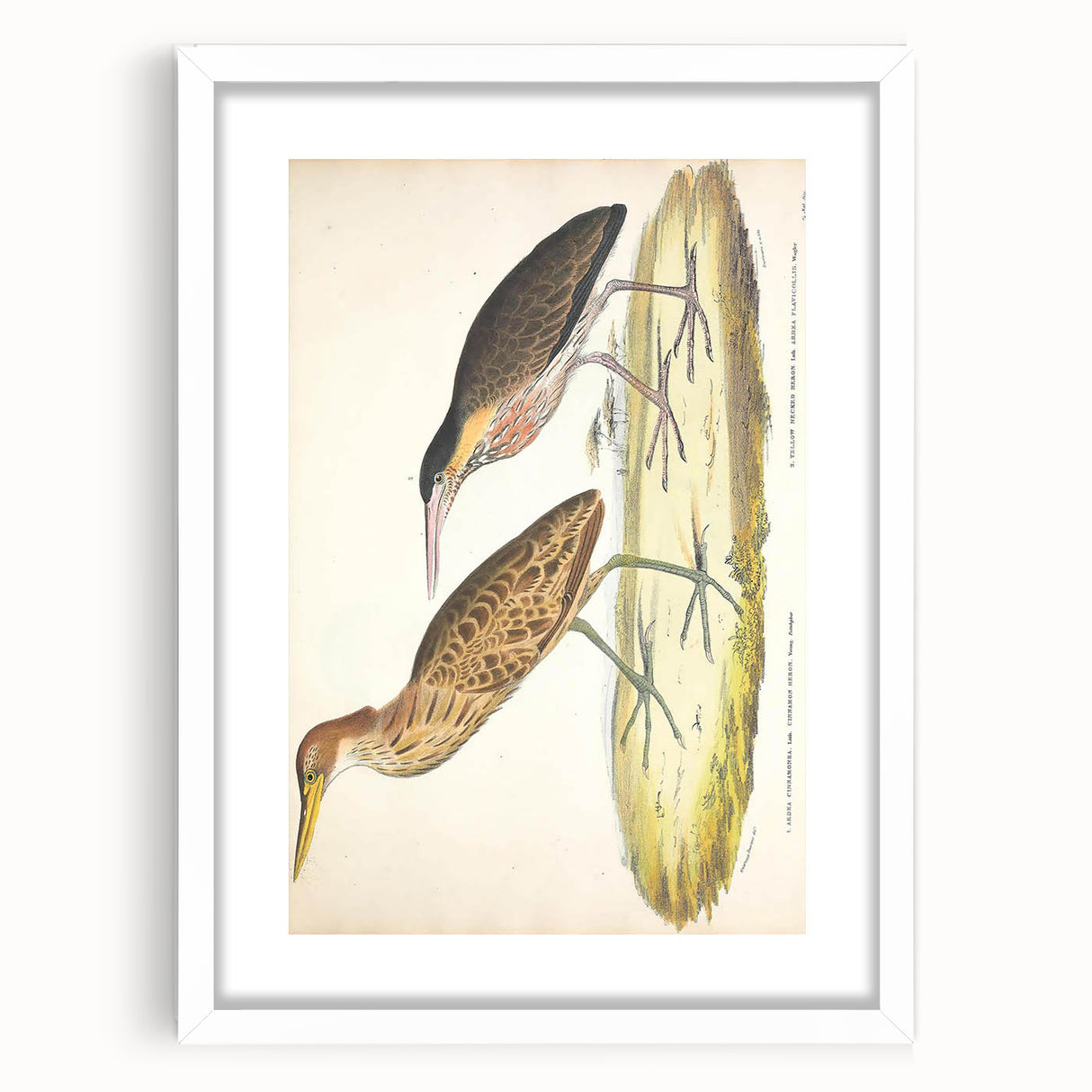 Vintage Animal Art – Yellow-Necked Heron Illustration Print