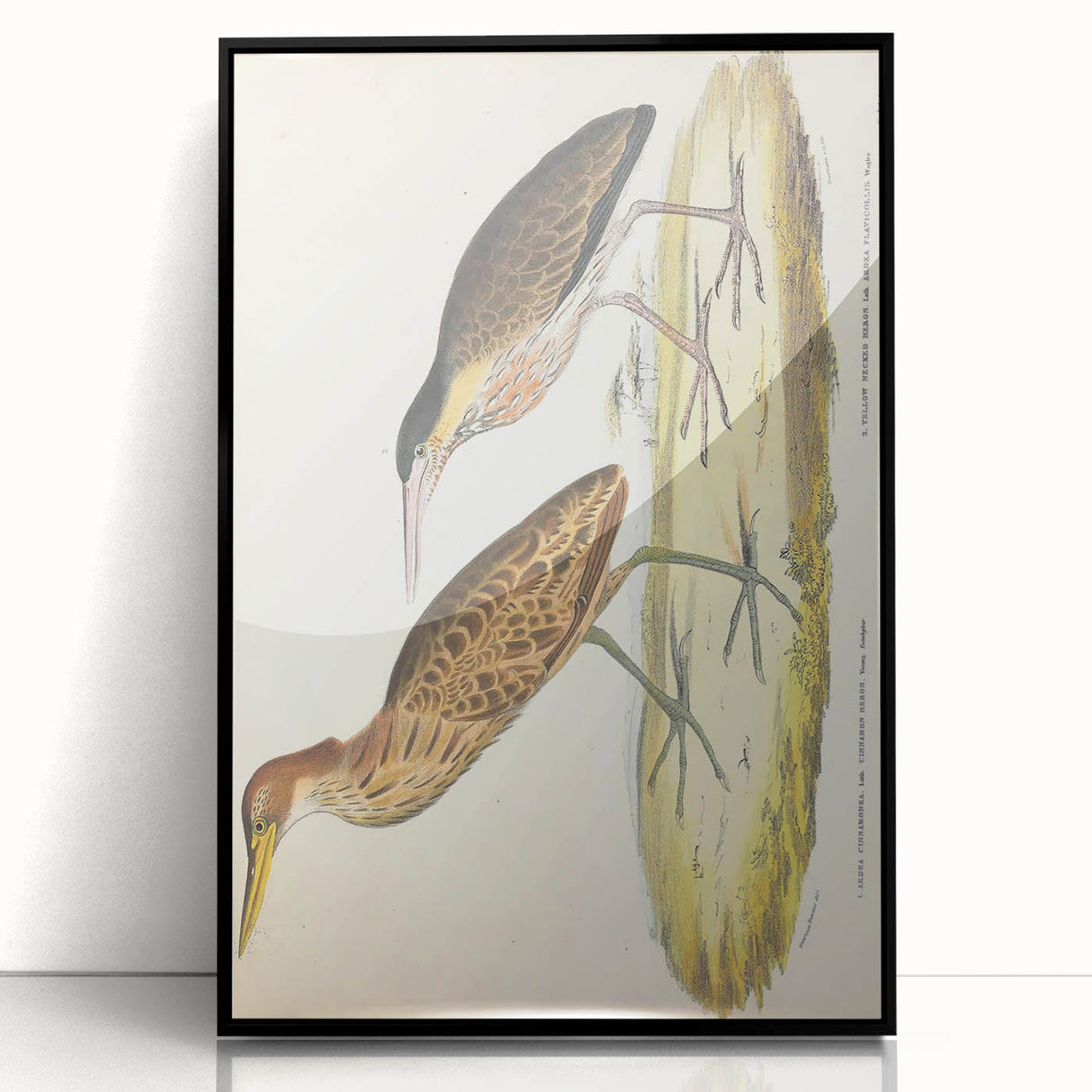 Vintage Animal Art – Yellow-Necked Heron Illustration Print