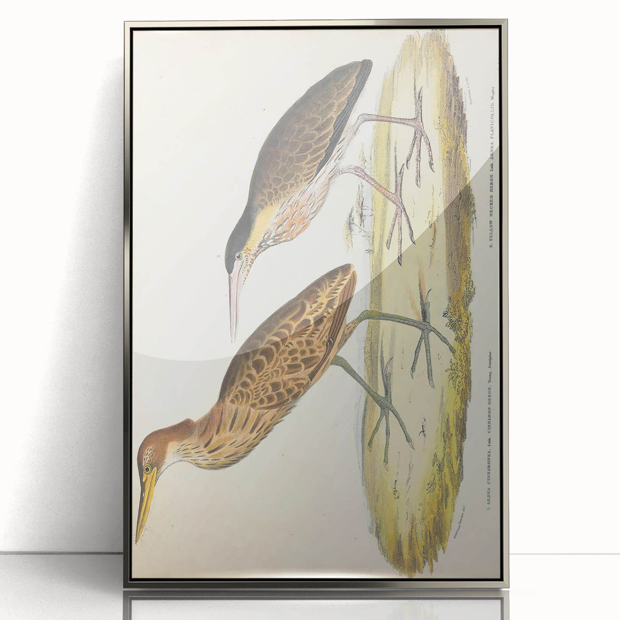 Vintage Animal Art – Yellow-Necked Heron Illustration Print