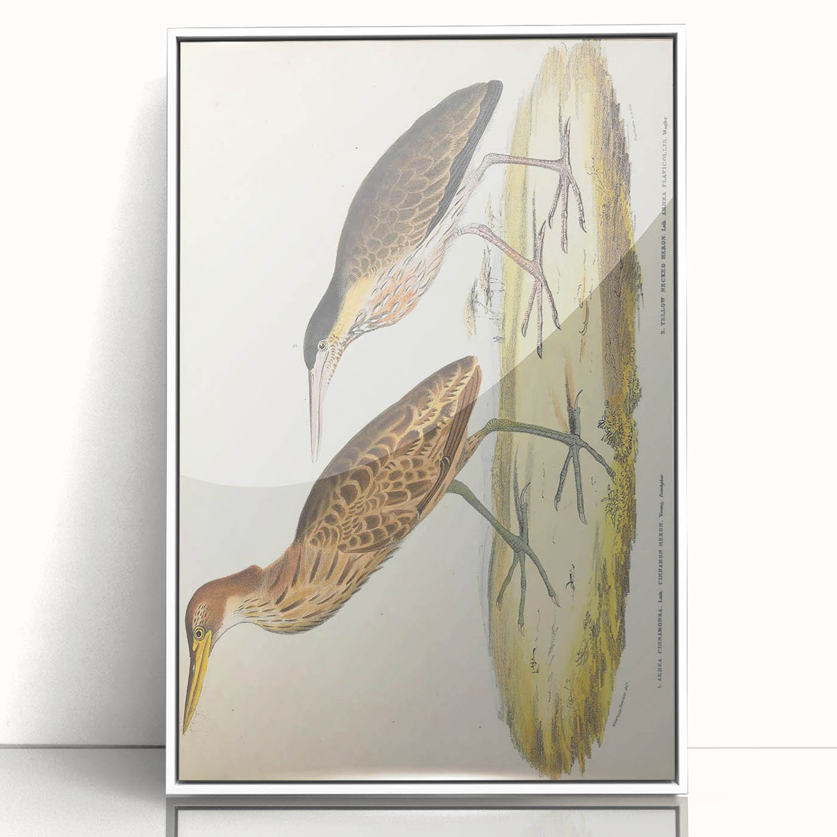 Vintage Animal Art – Yellow-Necked Heron Illustration Print