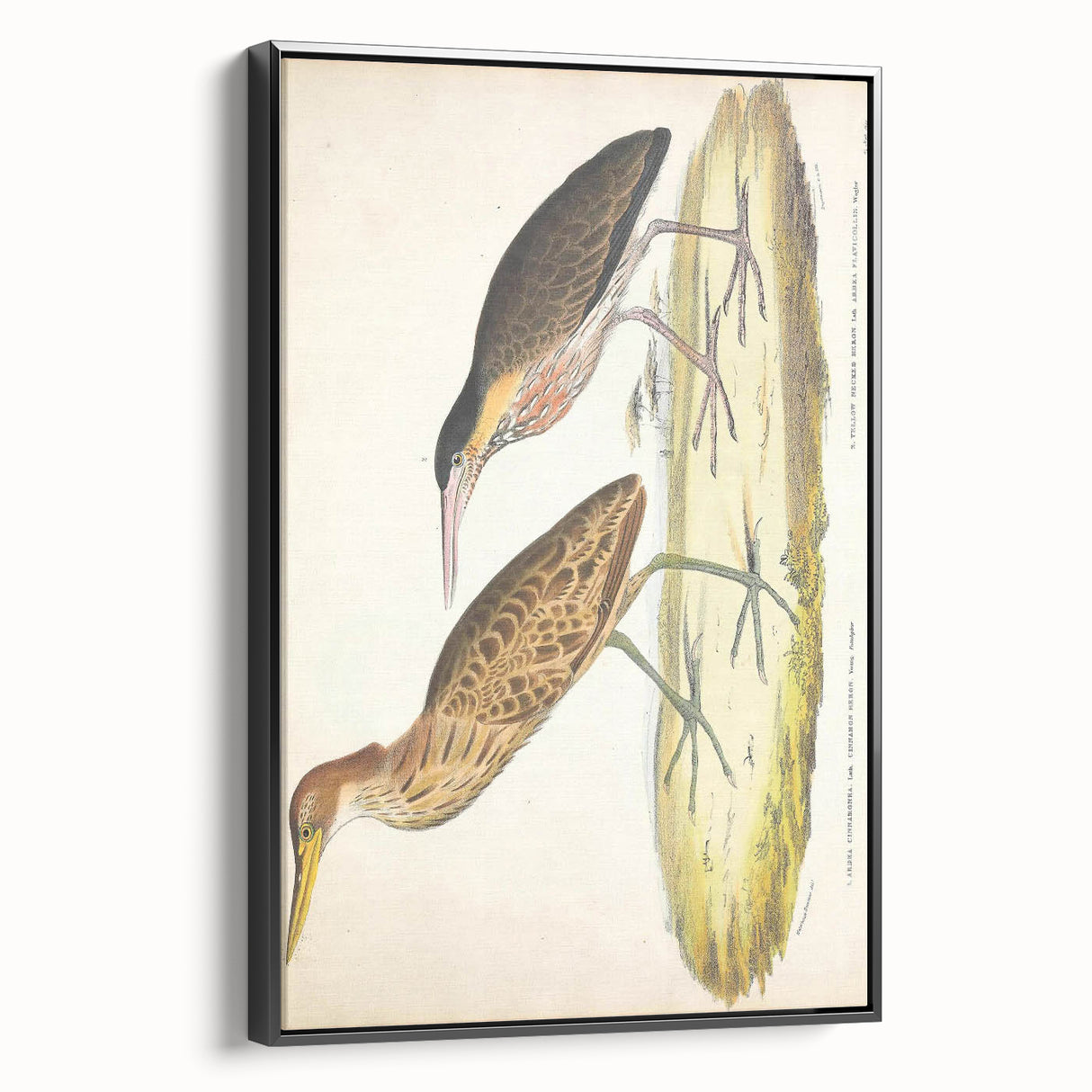 Vintage Animal Art – Yellow-Necked Heron Illustration Print