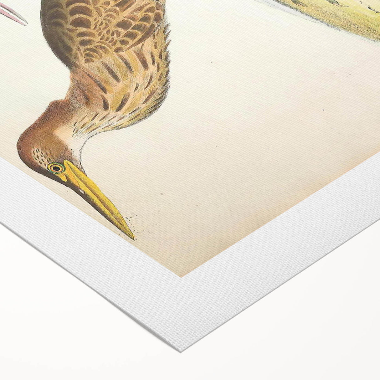 Vintage Animal Art – Yellow-Necked Heron Illustration Print