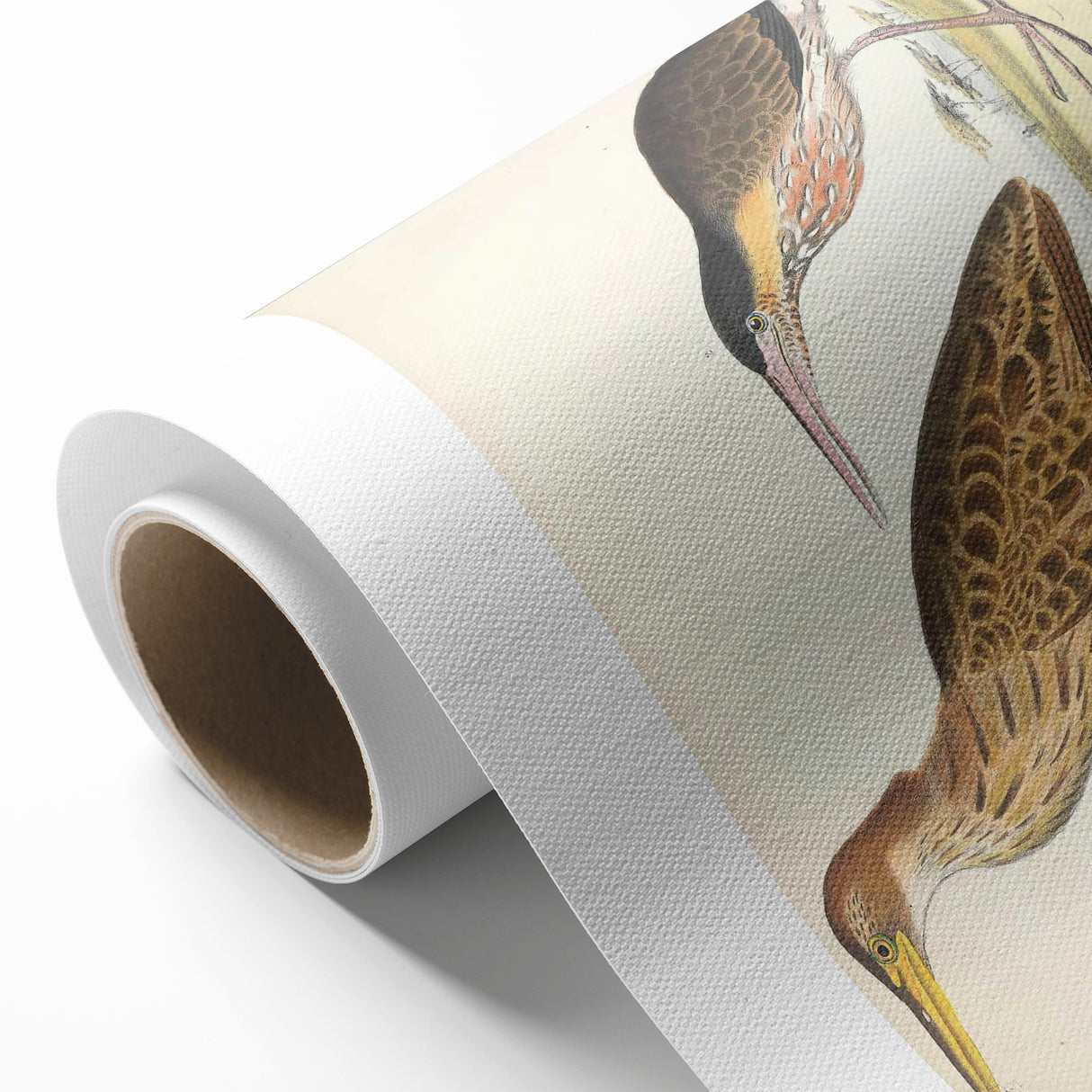 Vintage Animal Art – Yellow-Necked Heron Illustration Print