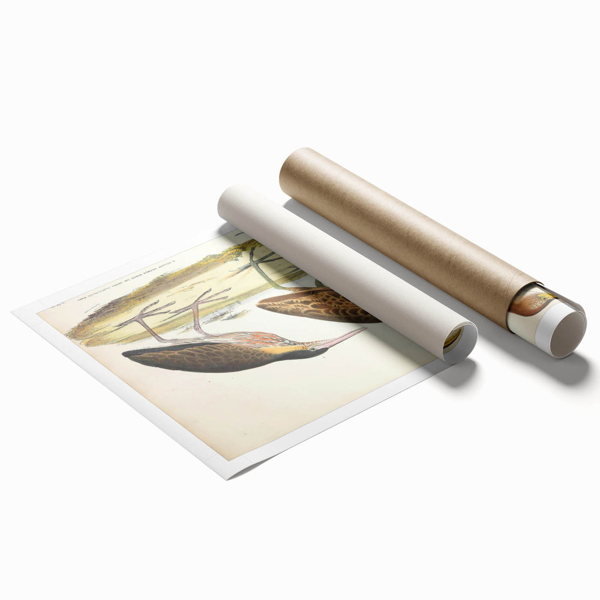 Vintage Animal Art – Yellow-Necked Heron Illustration Print