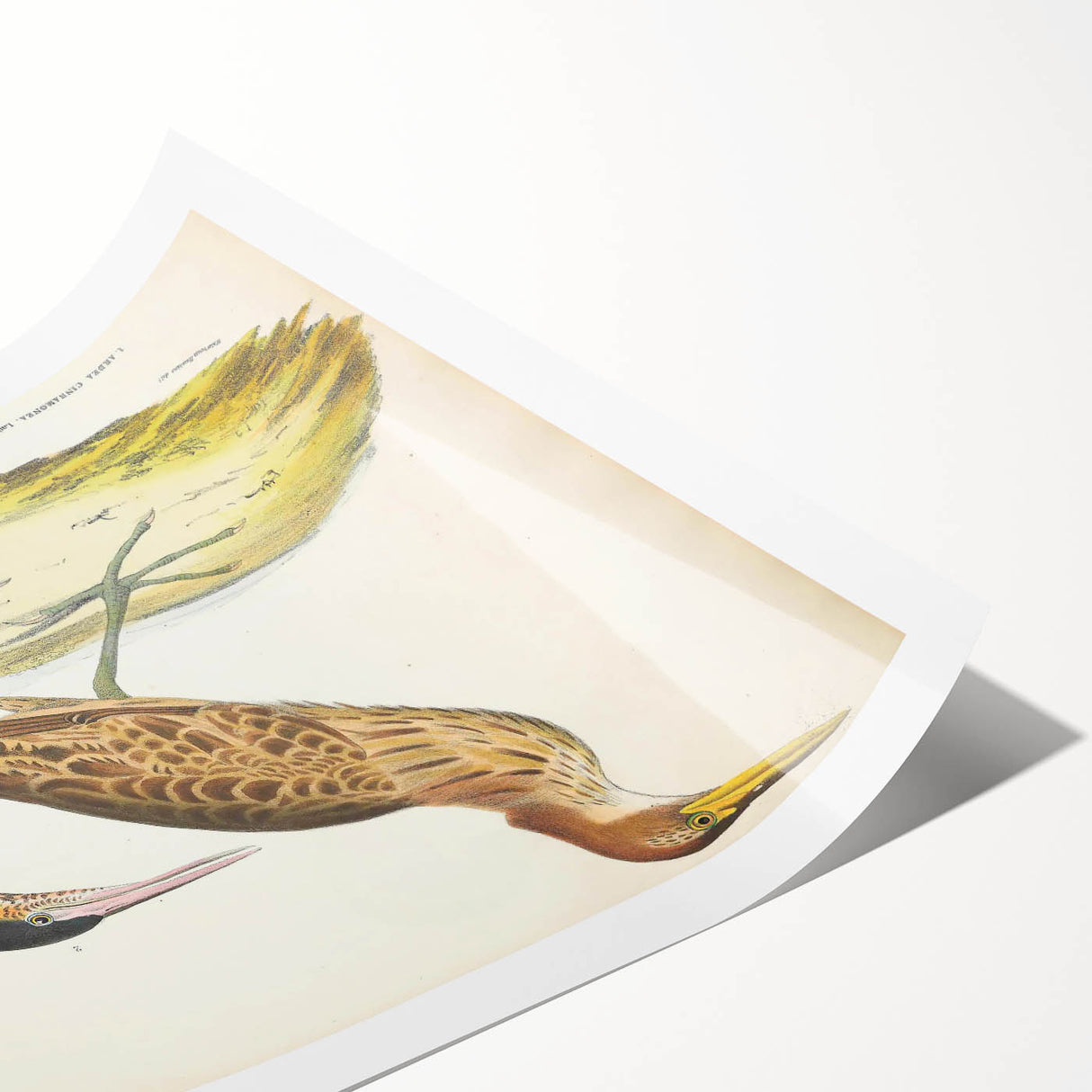 Vintage Animal Art – Yellow-Necked Heron Illustration Print