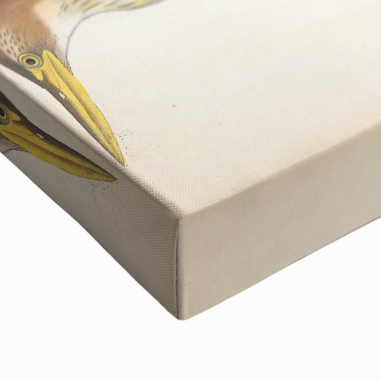 Vintage Animal Art – Yellow-Necked Heron Illustration Print