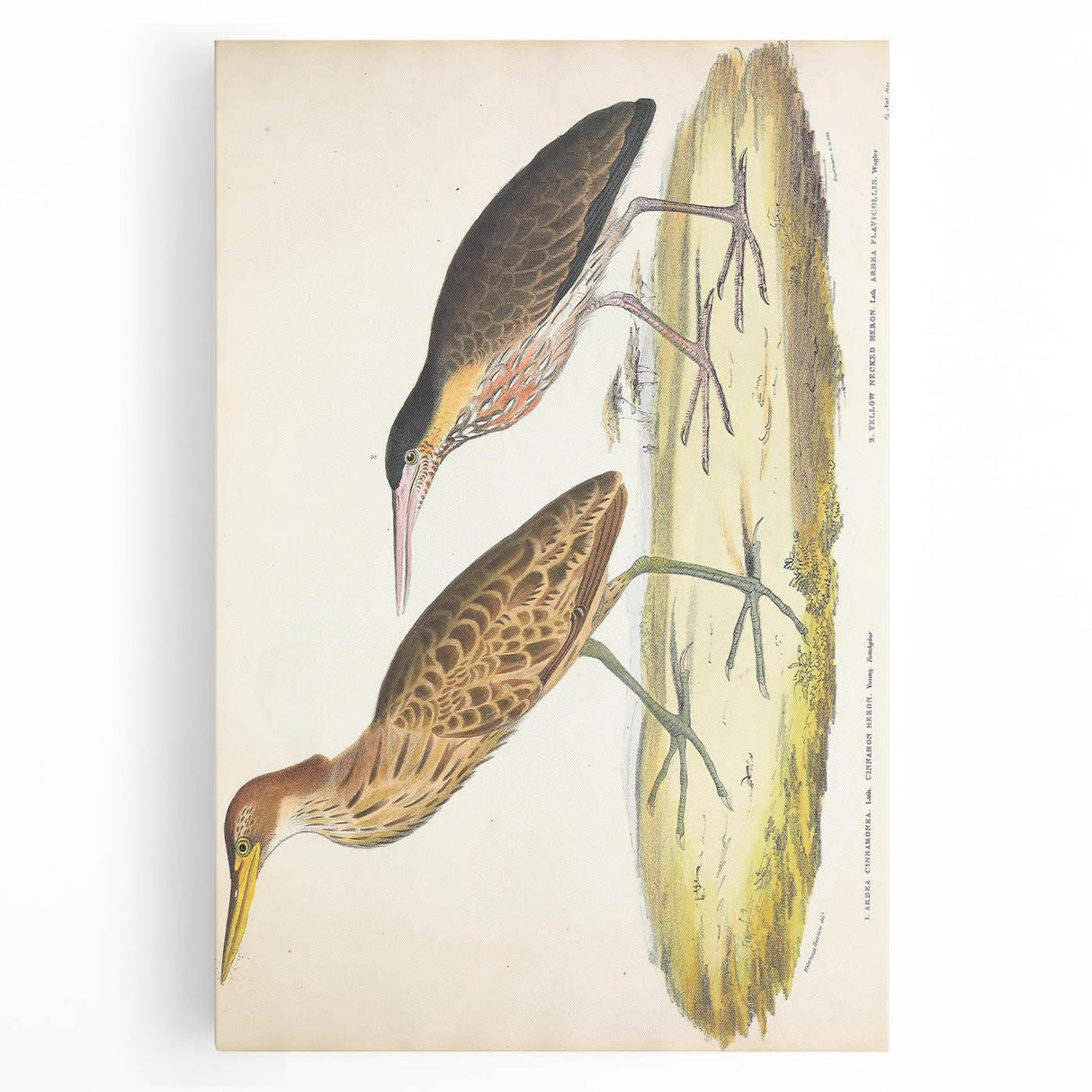 Vintage Animal Art – Yellow-Necked Heron Illustration Print