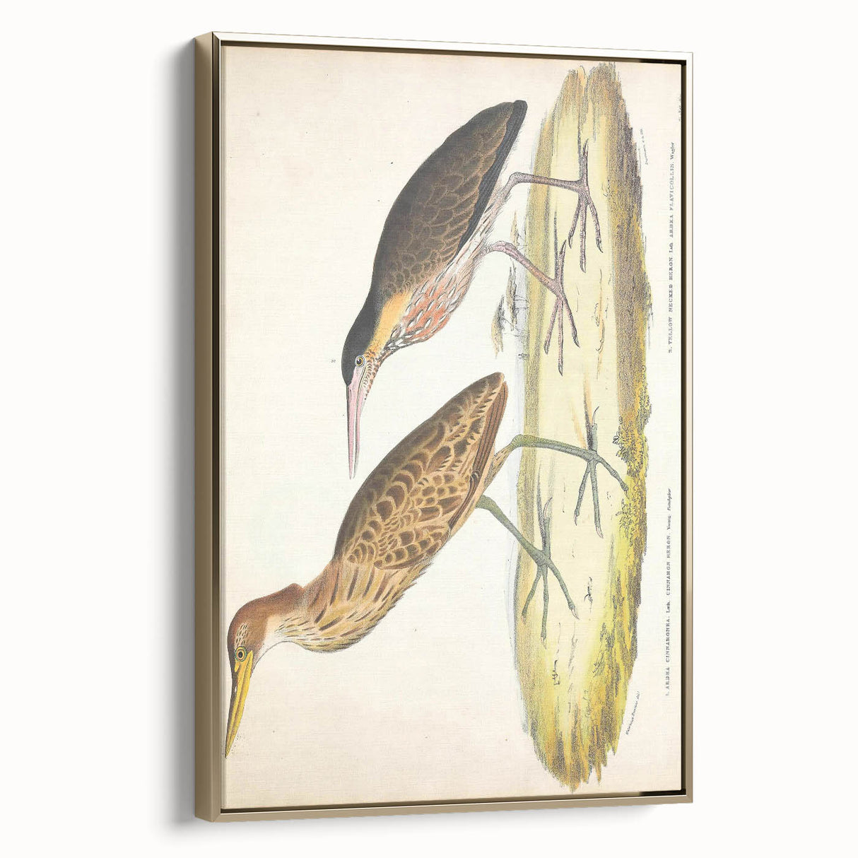 Vintage Animal Art – Yellow-Necked Heron Illustration Print
