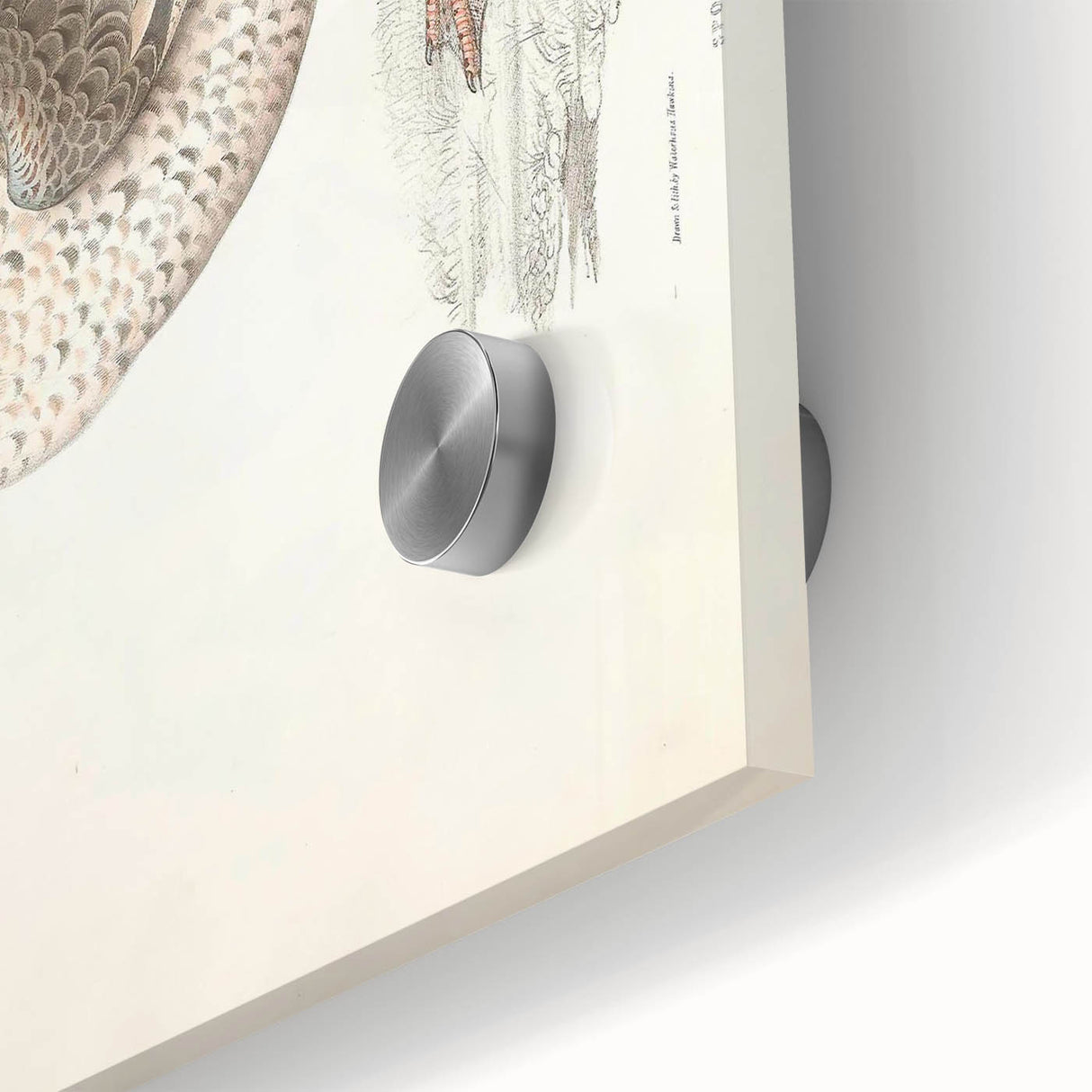 Vintage Animal Art – Spotted-Billed Duck Illustration Print