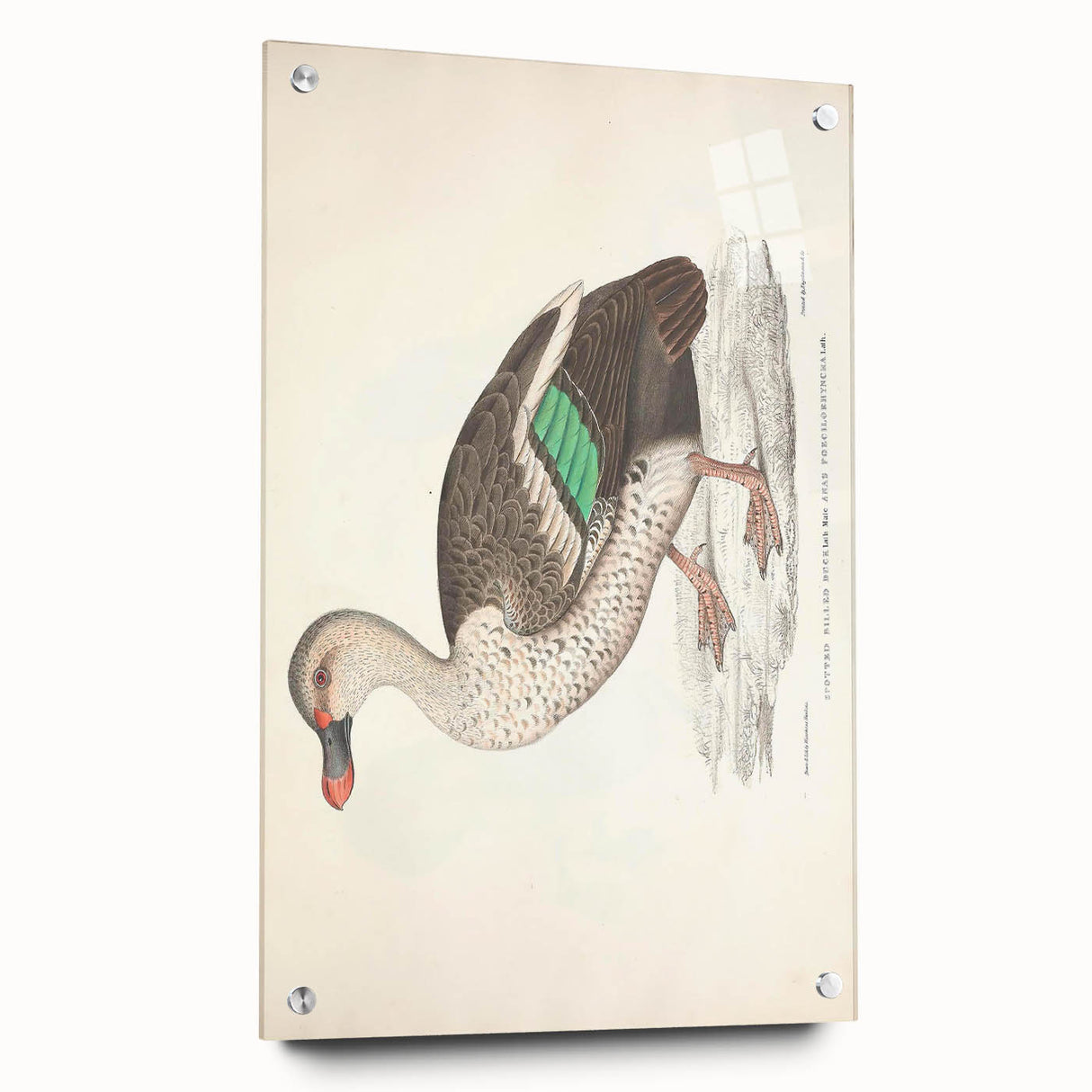 Vintage Animal Art – Spotted-Billed Duck Illustration Print