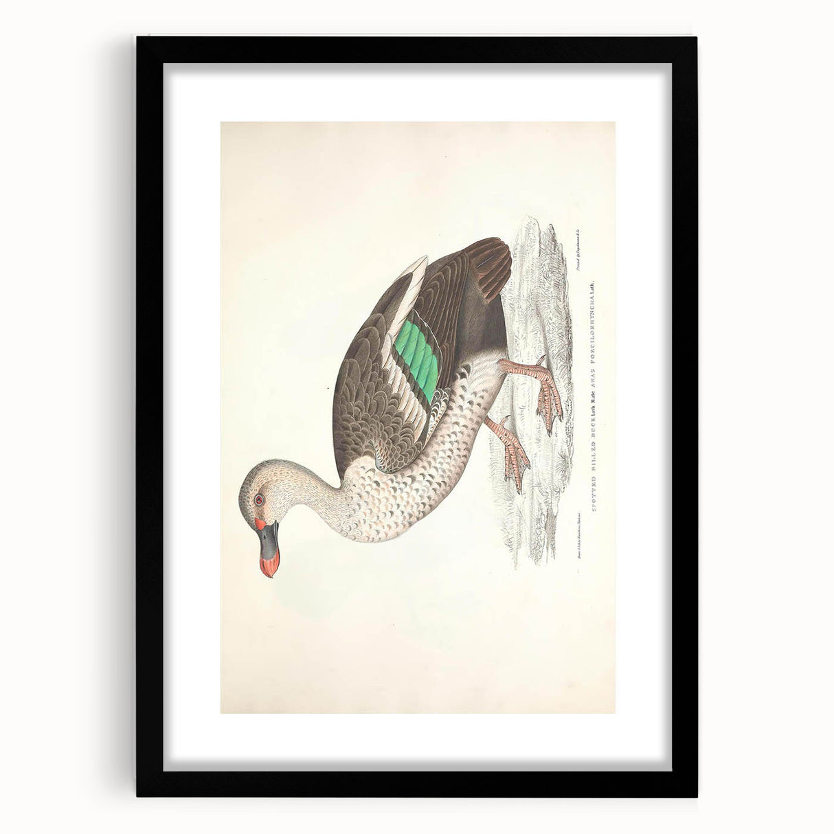 Vintage Animal Art – Spotted-Billed Duck Illustration Print