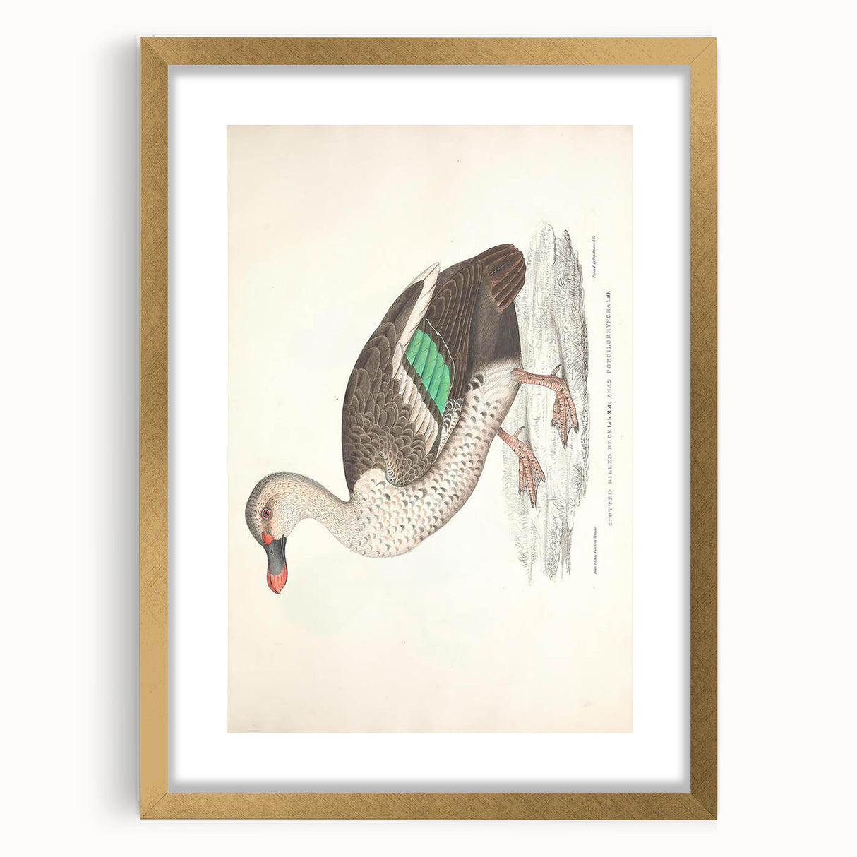 Vintage Animal Art – Spotted-Billed Duck Illustration Print