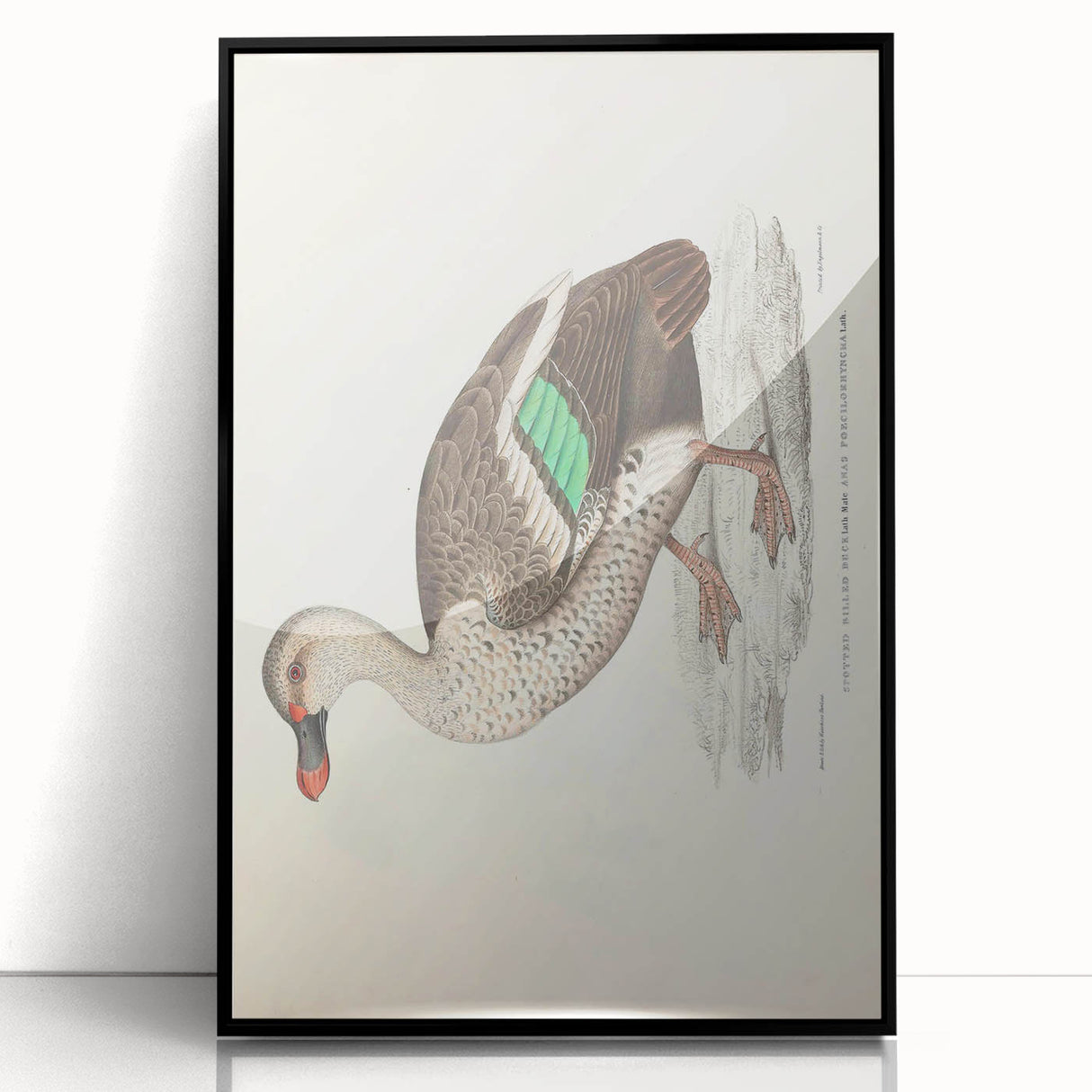 Vintage Animal Art – Spotted-Billed Duck Illustration Print