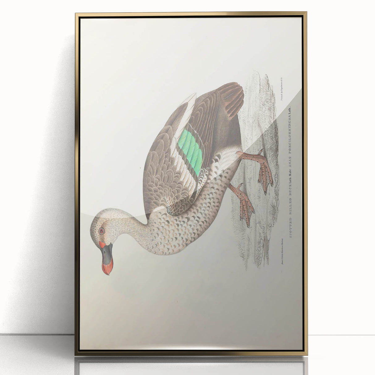 Vintage Animal Art – Spotted-Billed Duck Illustration Print