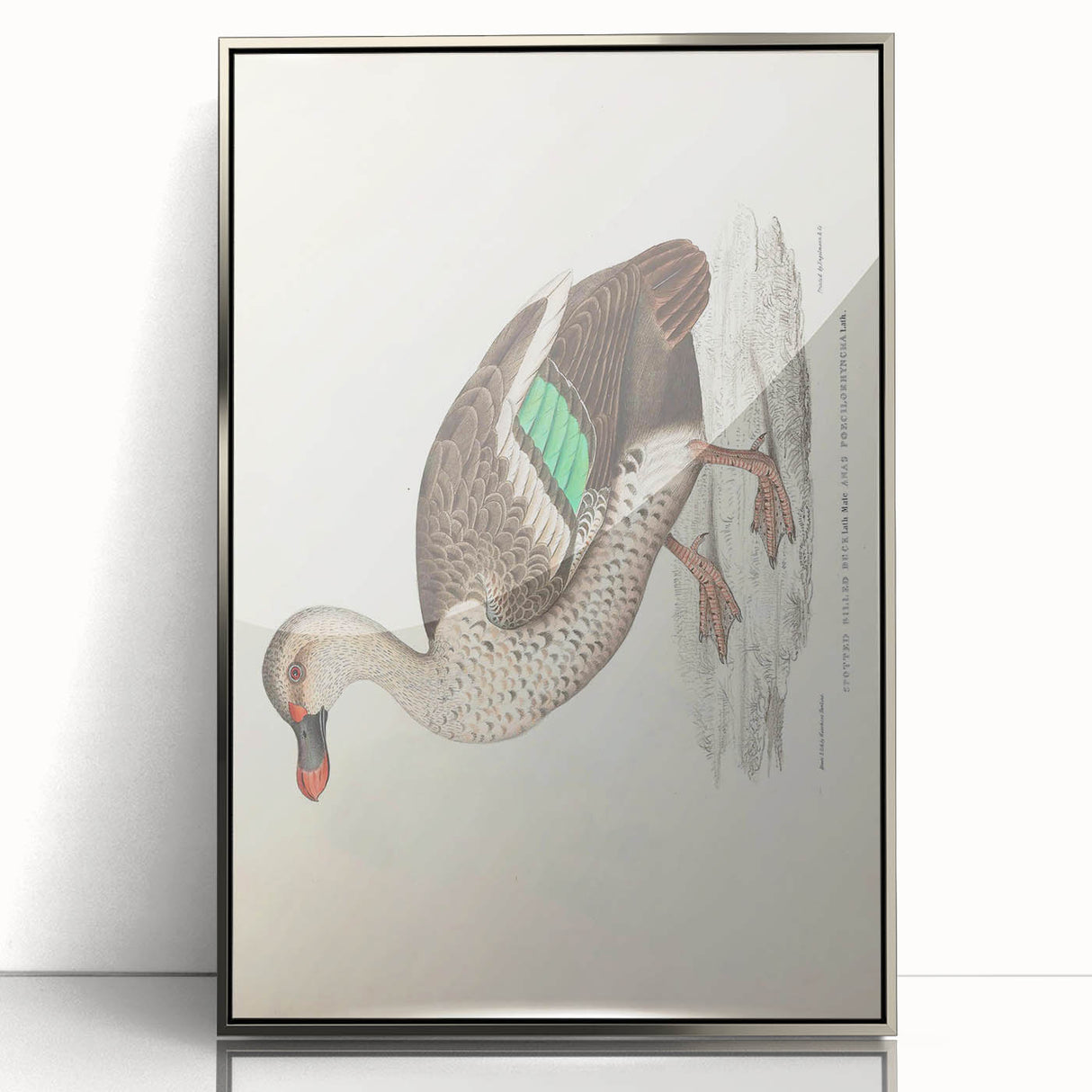 Vintage Animal Art – Spotted-Billed Duck Illustration Print