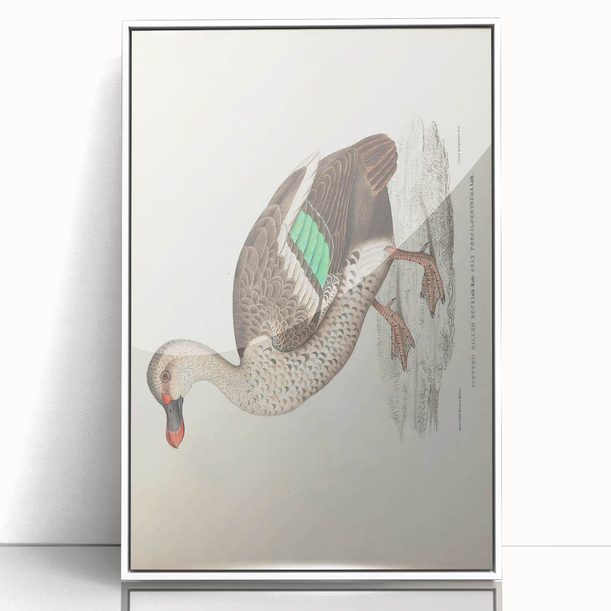 Vintage Animal Art – Spotted-Billed Duck Illustration Print