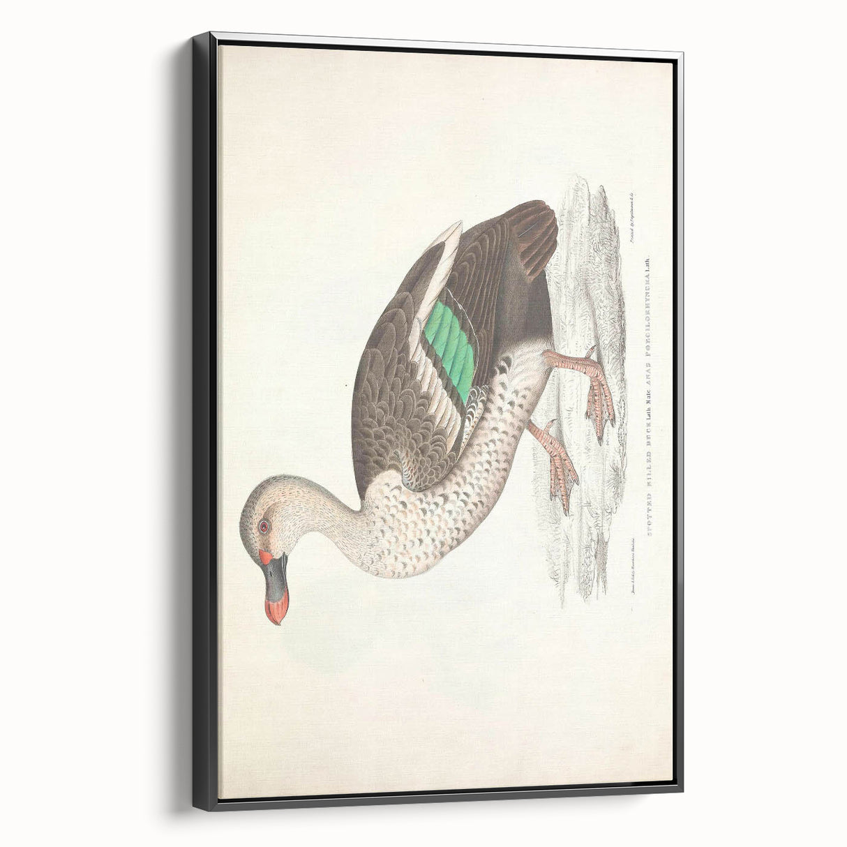 Vintage Animal Art – Spotted-Billed Duck Illustration Print
