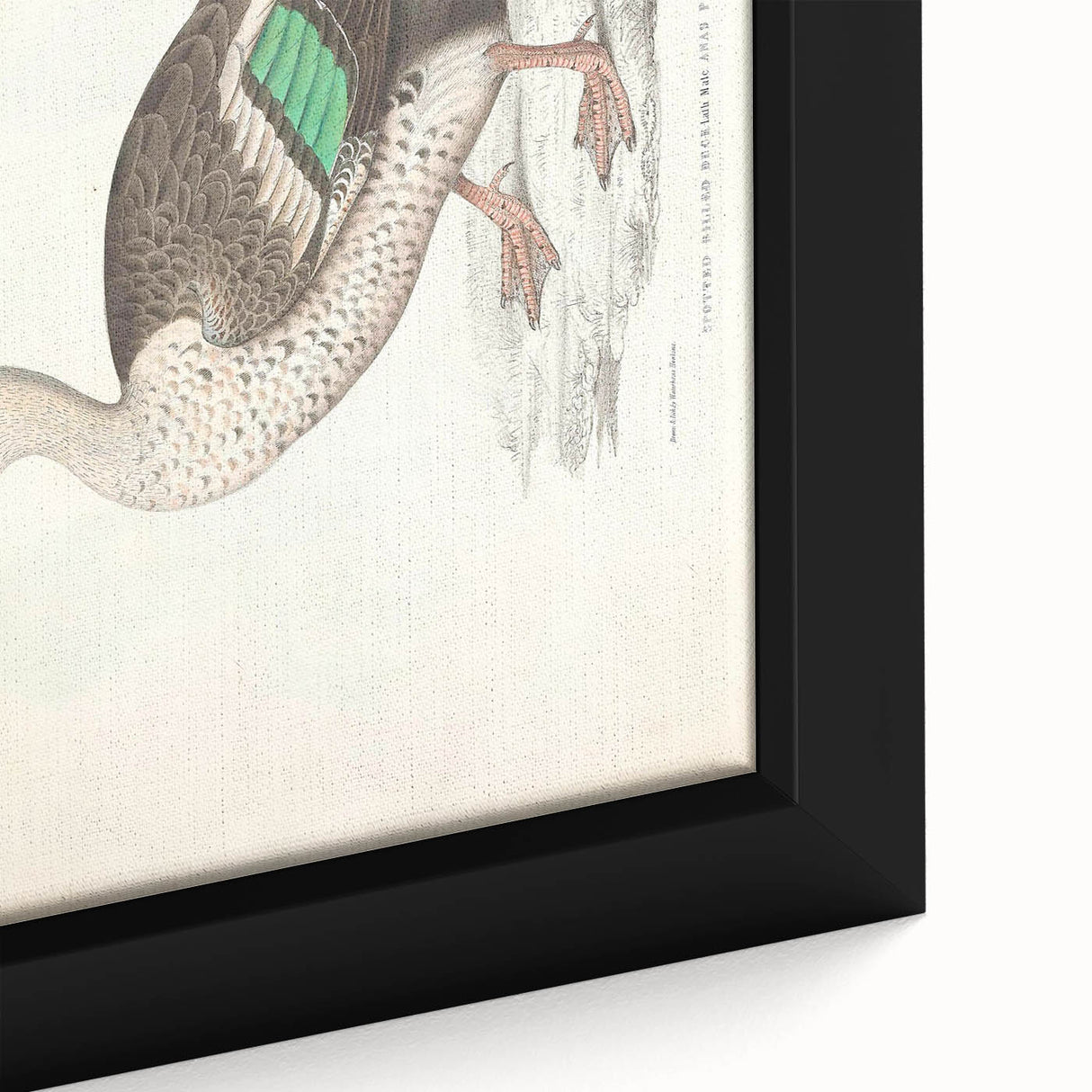 Vintage Animal Art – Spotted-Billed Duck Illustration Print