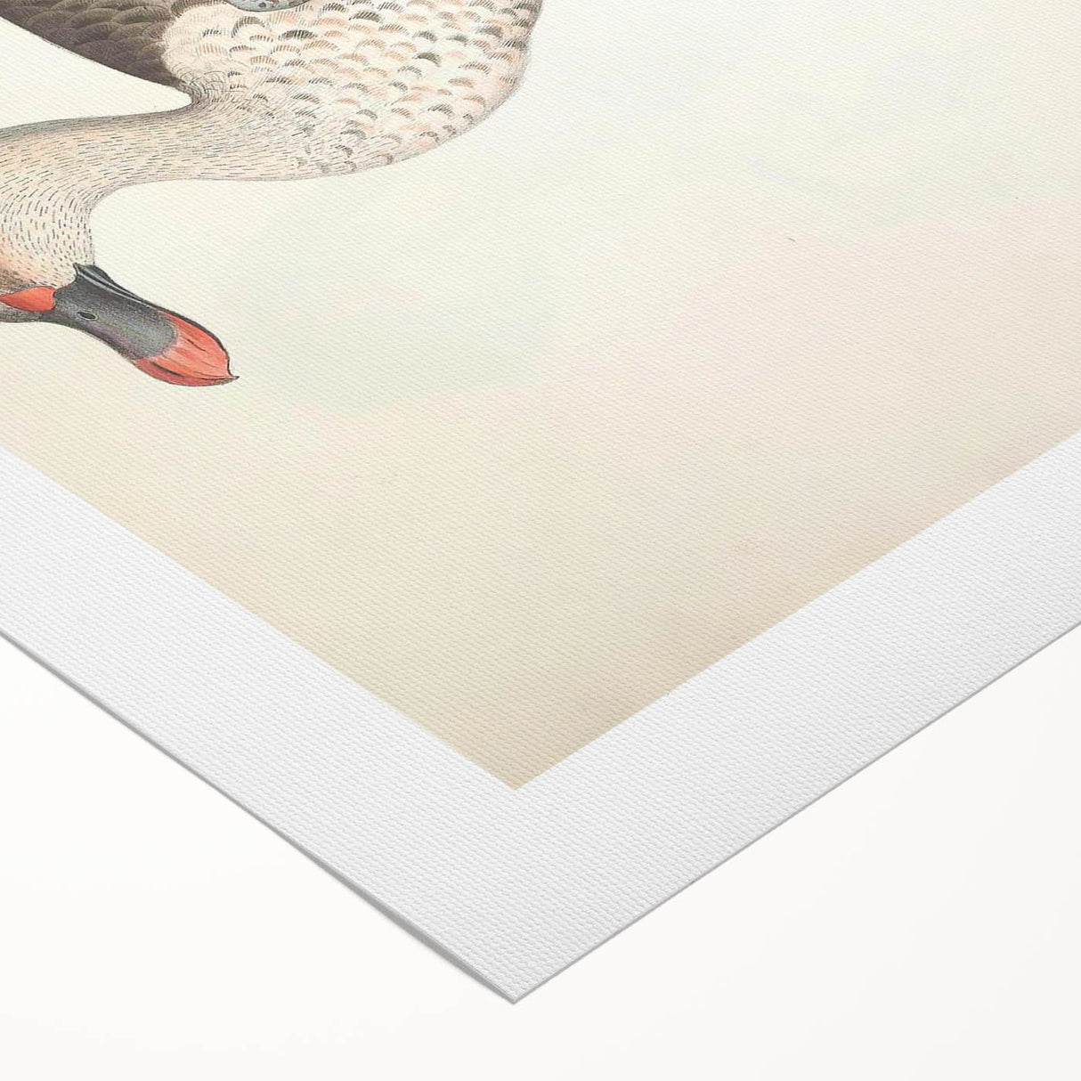 Vintage Animal Art – Spotted-Billed Duck Illustration Print