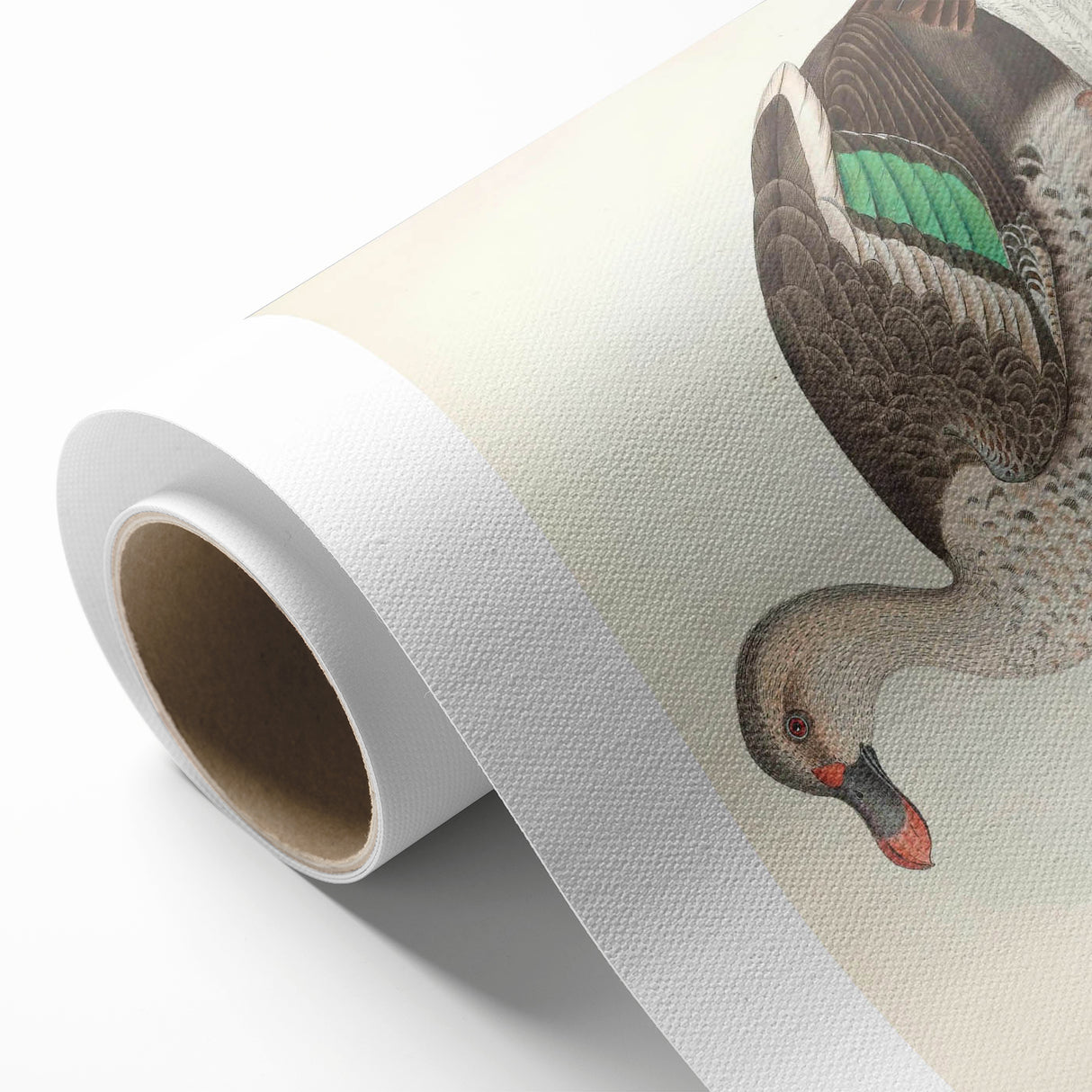 Vintage Animal Art – Spotted-Billed Duck Illustration Print