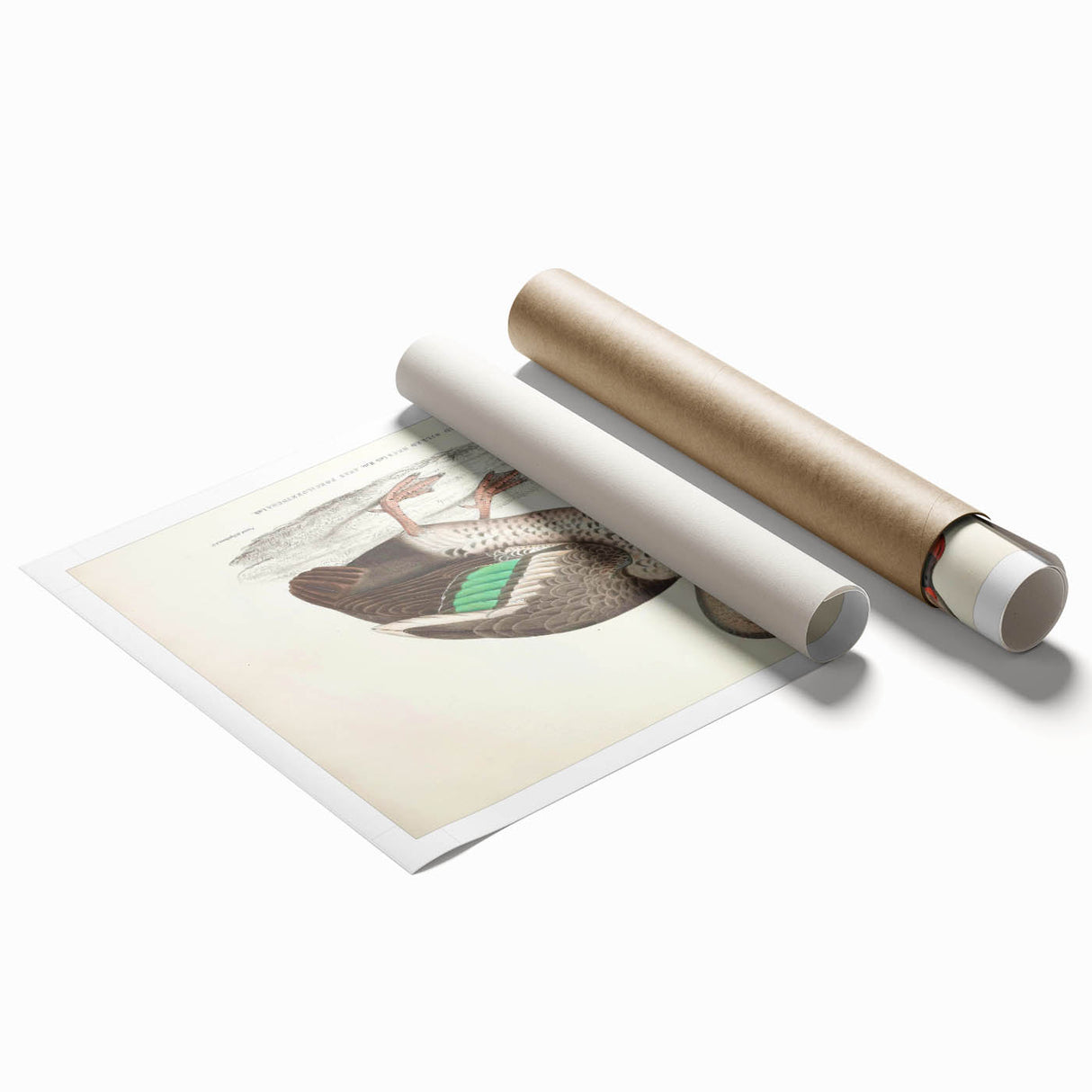 Vintage Animal Art – Spotted-Billed Duck Illustration Print