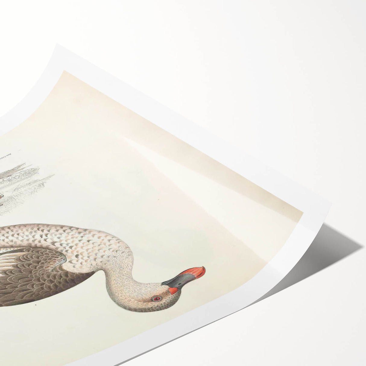 Vintage Animal Art – Spotted-Billed Duck Illustration Print