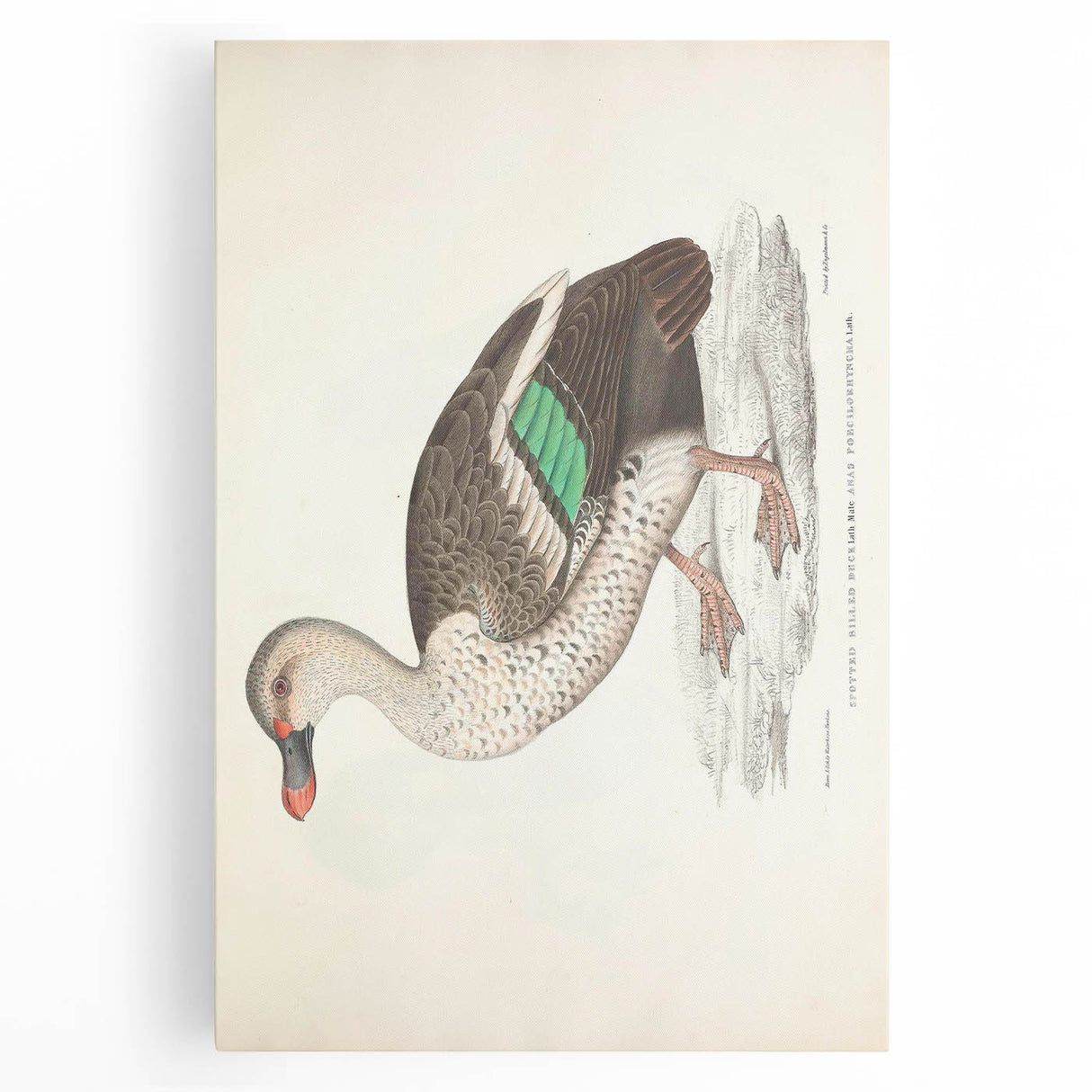 Vintage Animal Art – Spotted-Billed Duck Illustration Print
