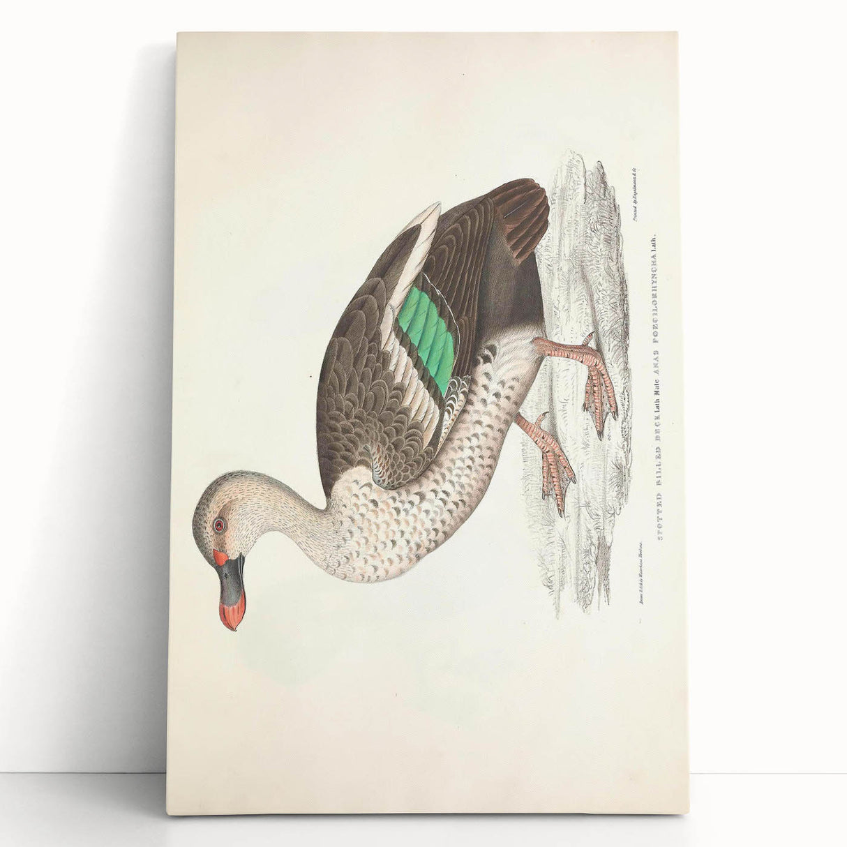 Vintage Animal Art – Spotted-Billed Duck Illustration Print