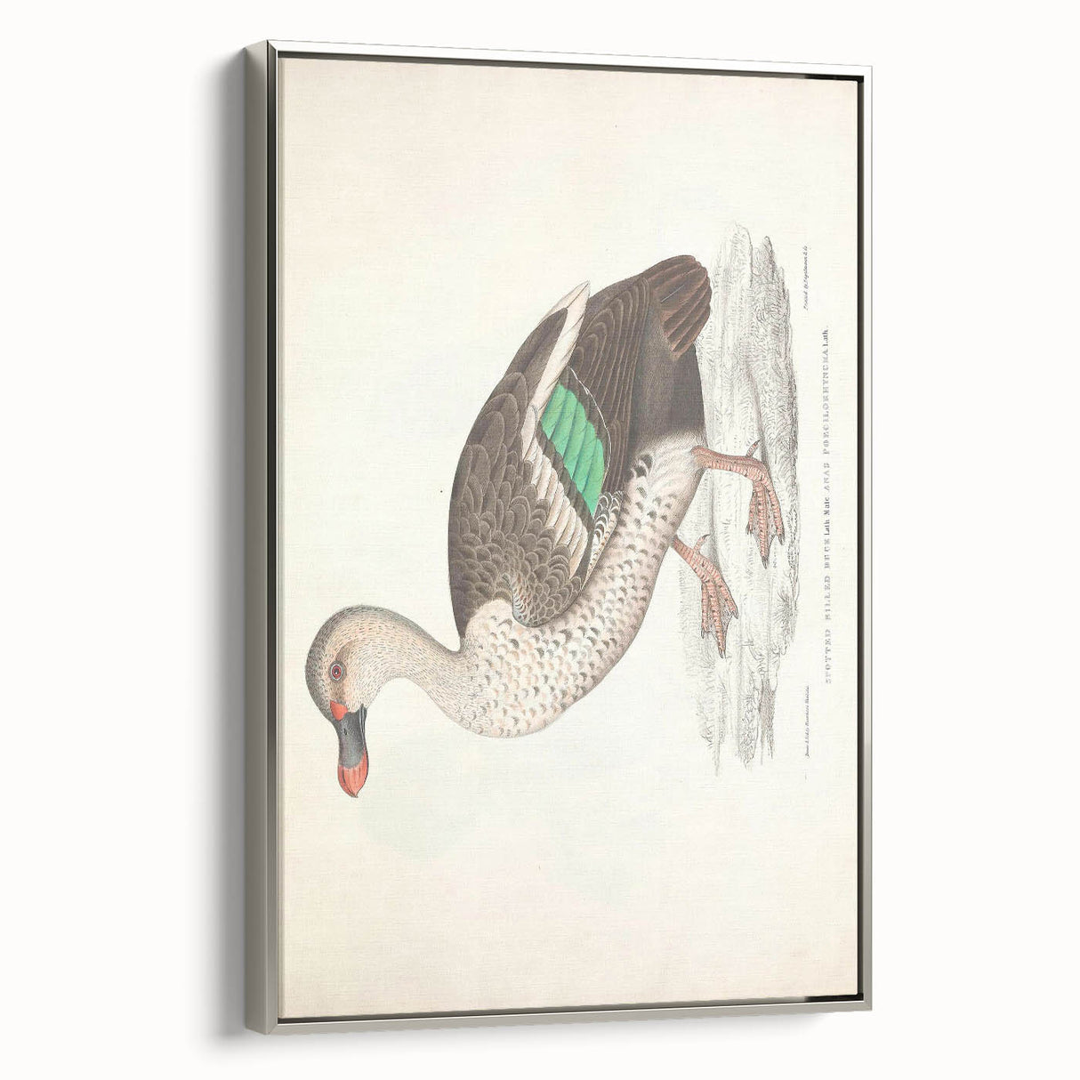 Vintage Animal Art – Spotted-Billed Duck Illustration Print