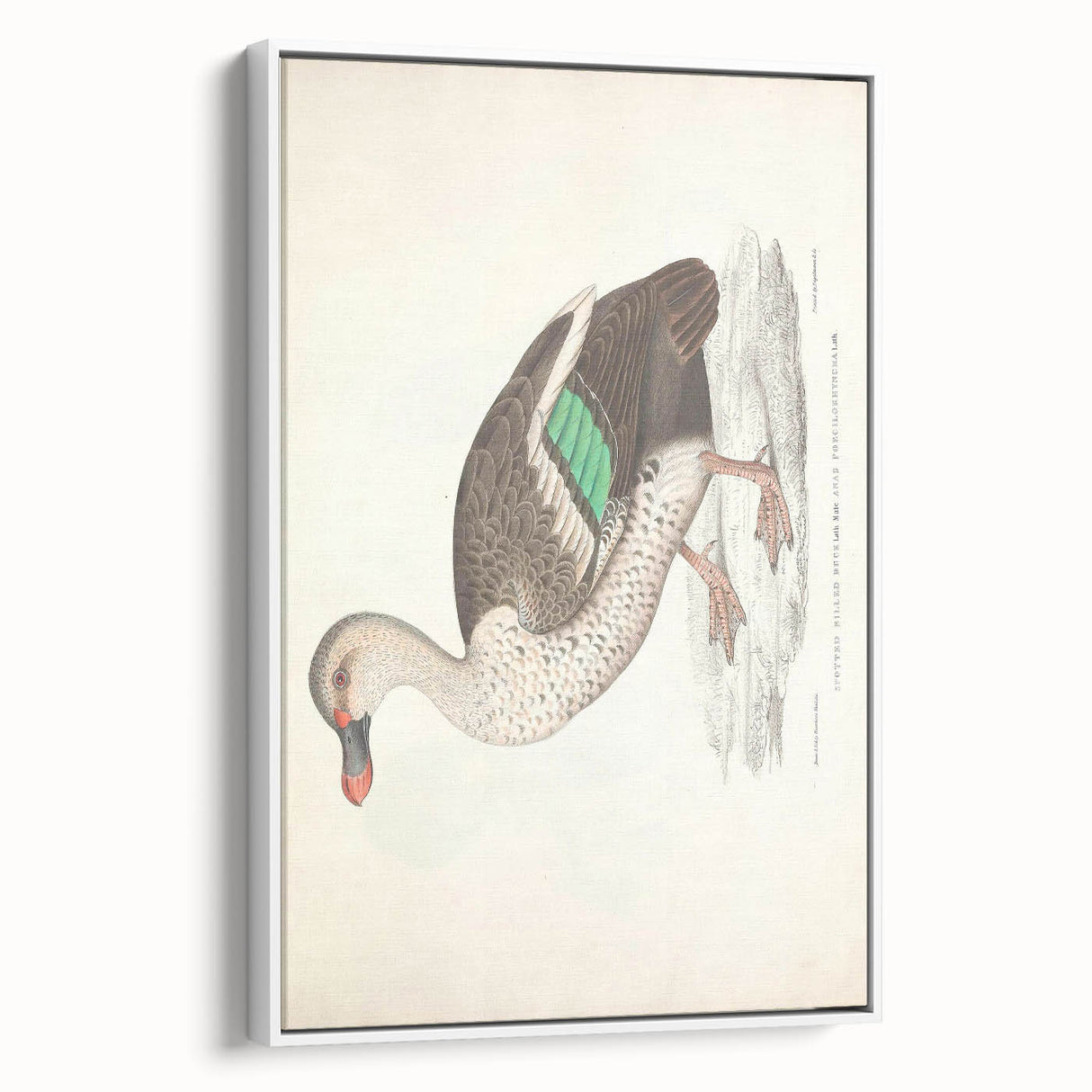 Vintage Animal Art – Spotted-Billed Duck Illustration Print