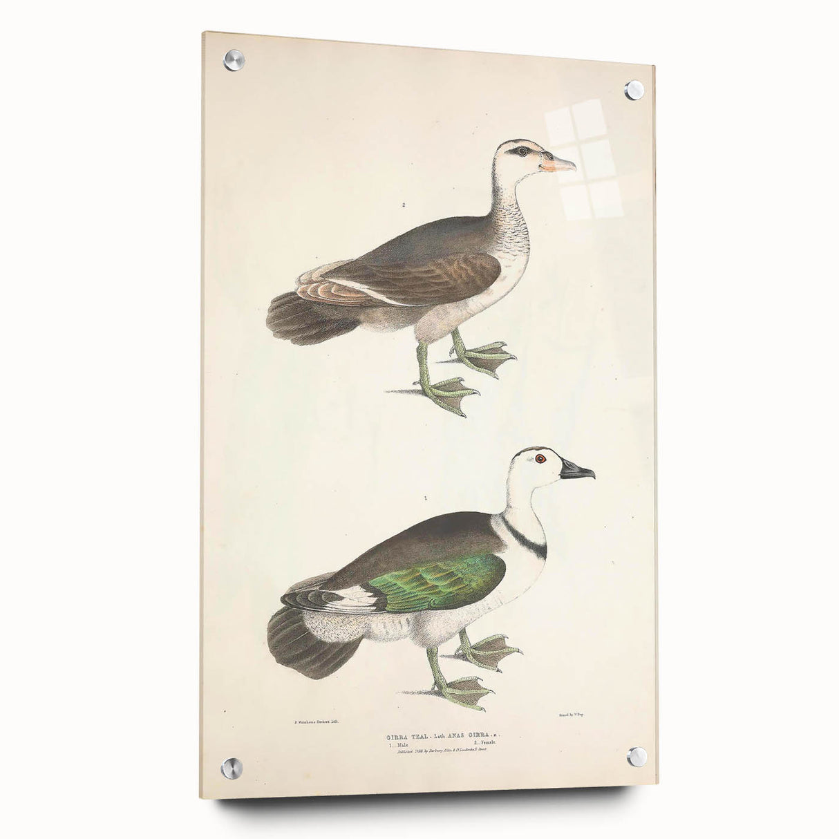 Vintage Animal Art – Girra Teal Duck Illustration Wall Print