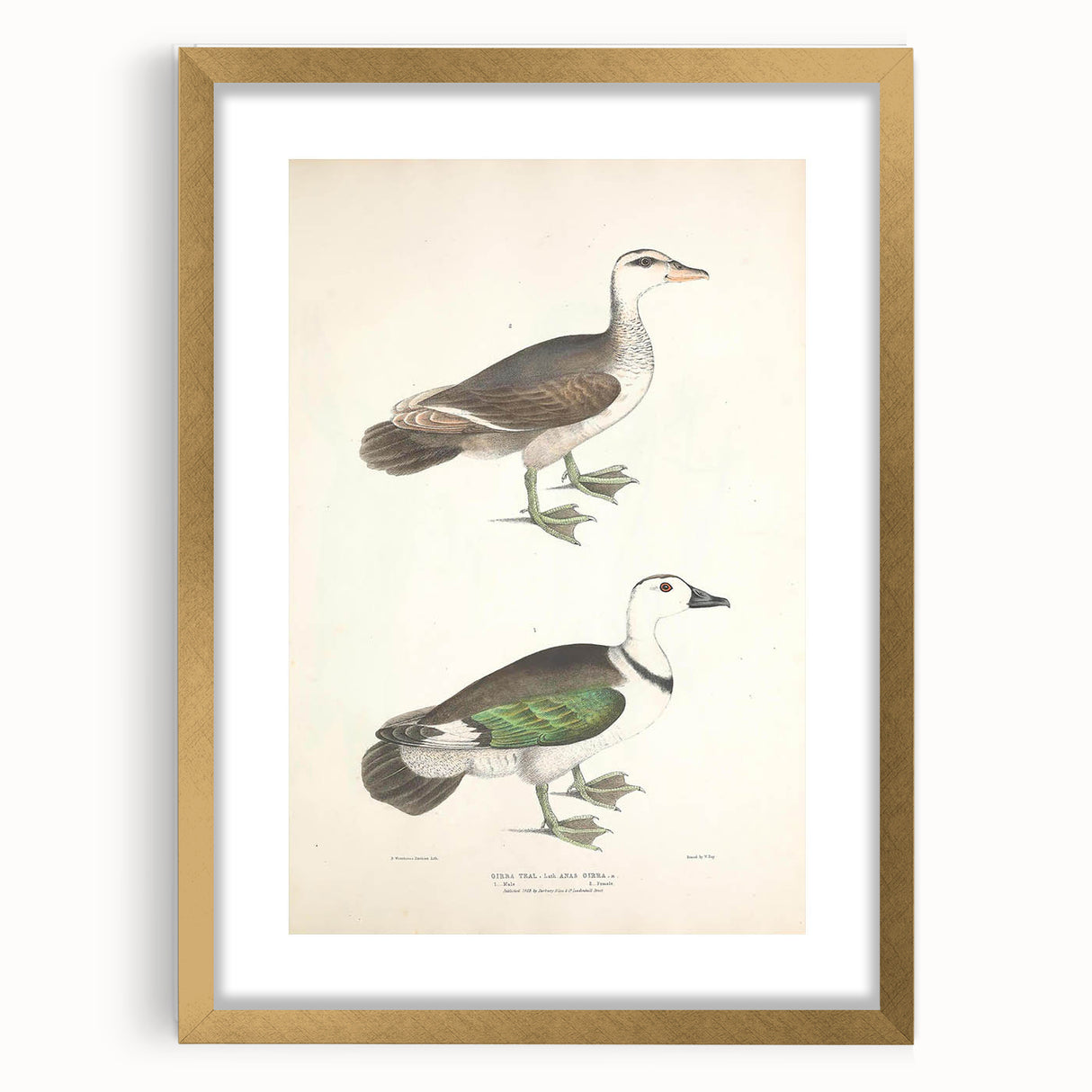Vintage Animal Art – Girra Teal Duck Illustration Wall Print