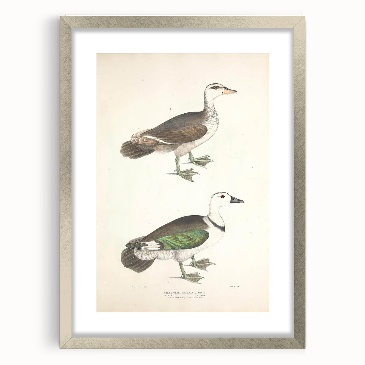 Vintage Animal Art – Girra Teal Duck Illustration Wall Print