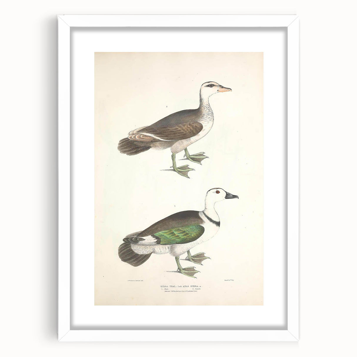Vintage Animal Art – Girra Teal Duck Illustration Wall Print