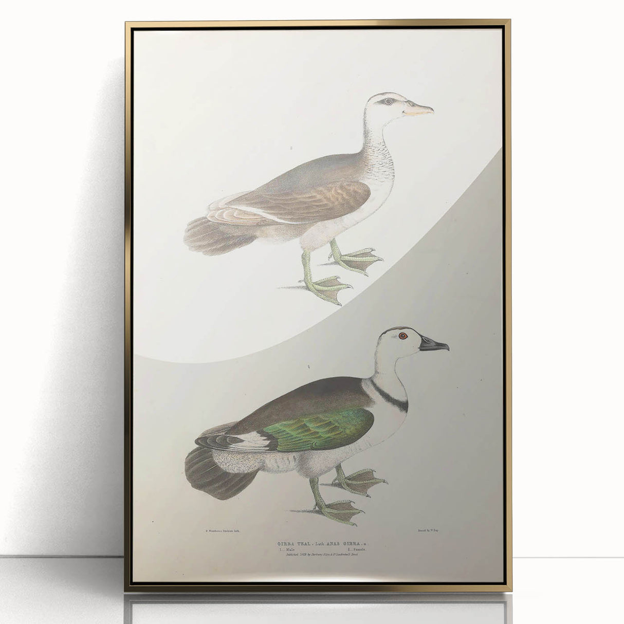 Vintage Animal Art – Girra Teal Duck Illustration Wall Print