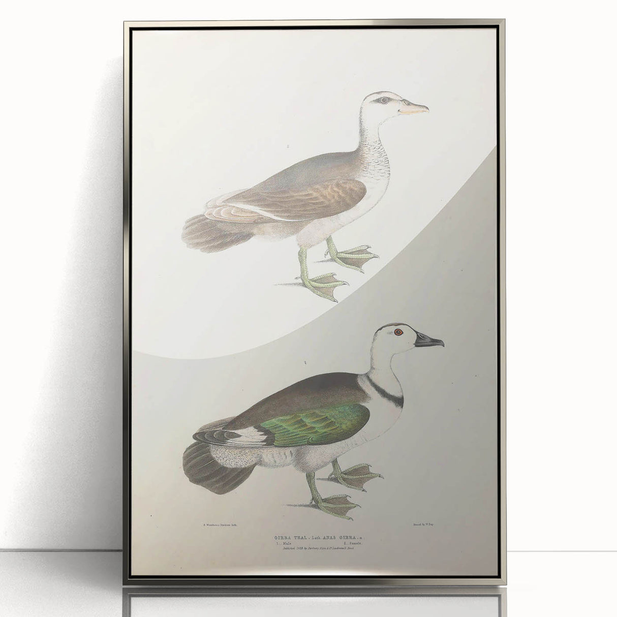 Vintage Animal Art – Girra Teal Duck Illustration Wall Print