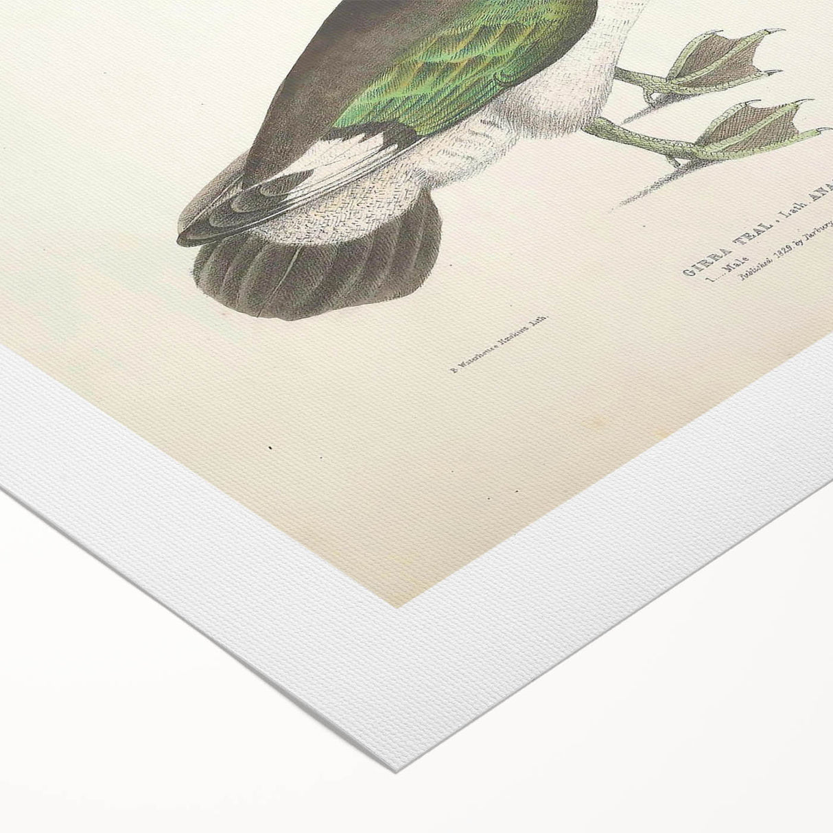 Vintage Animal Art – Girra Teal Duck Illustration Wall Print