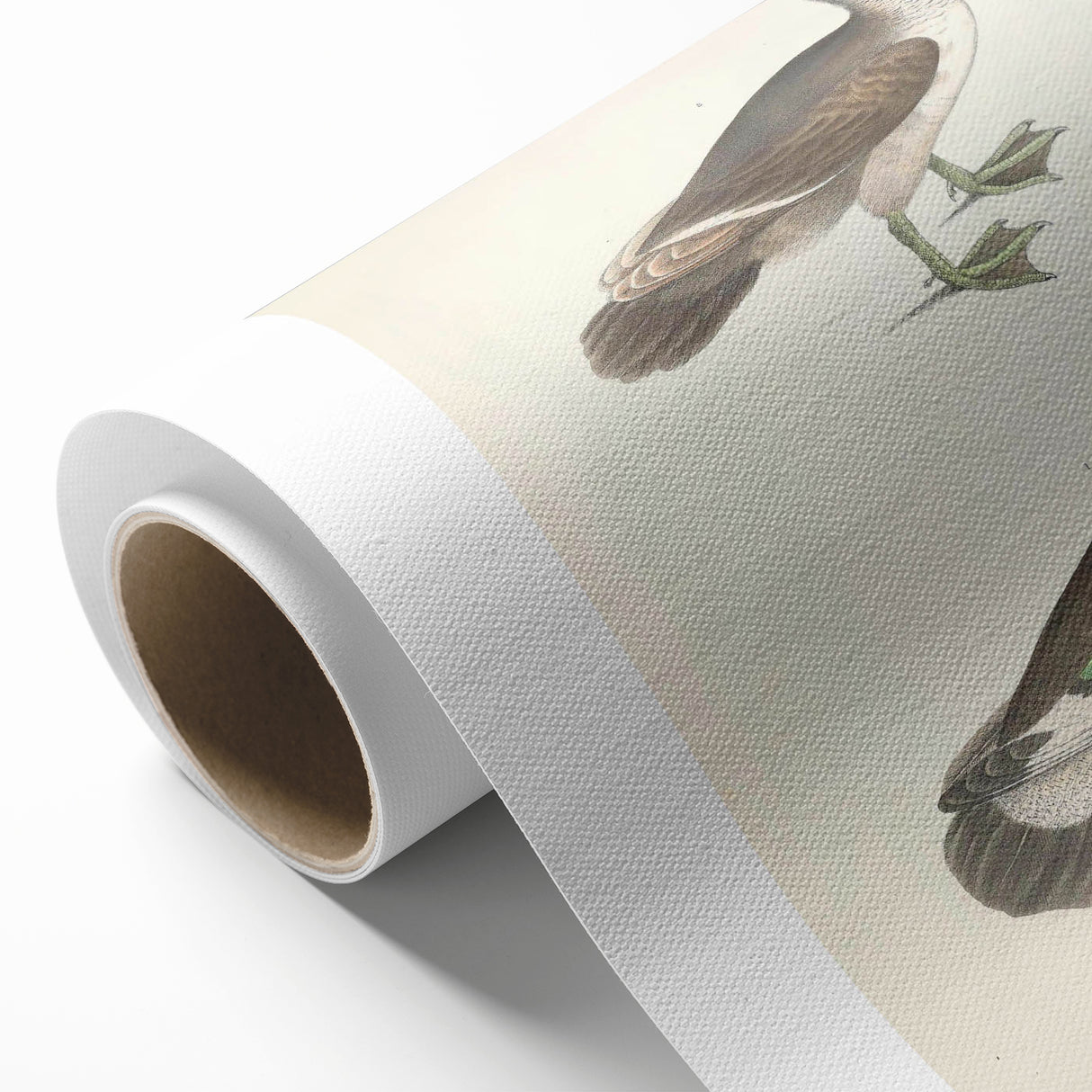 Vintage Animal Art – Girra Teal Duck Illustration Wall Print