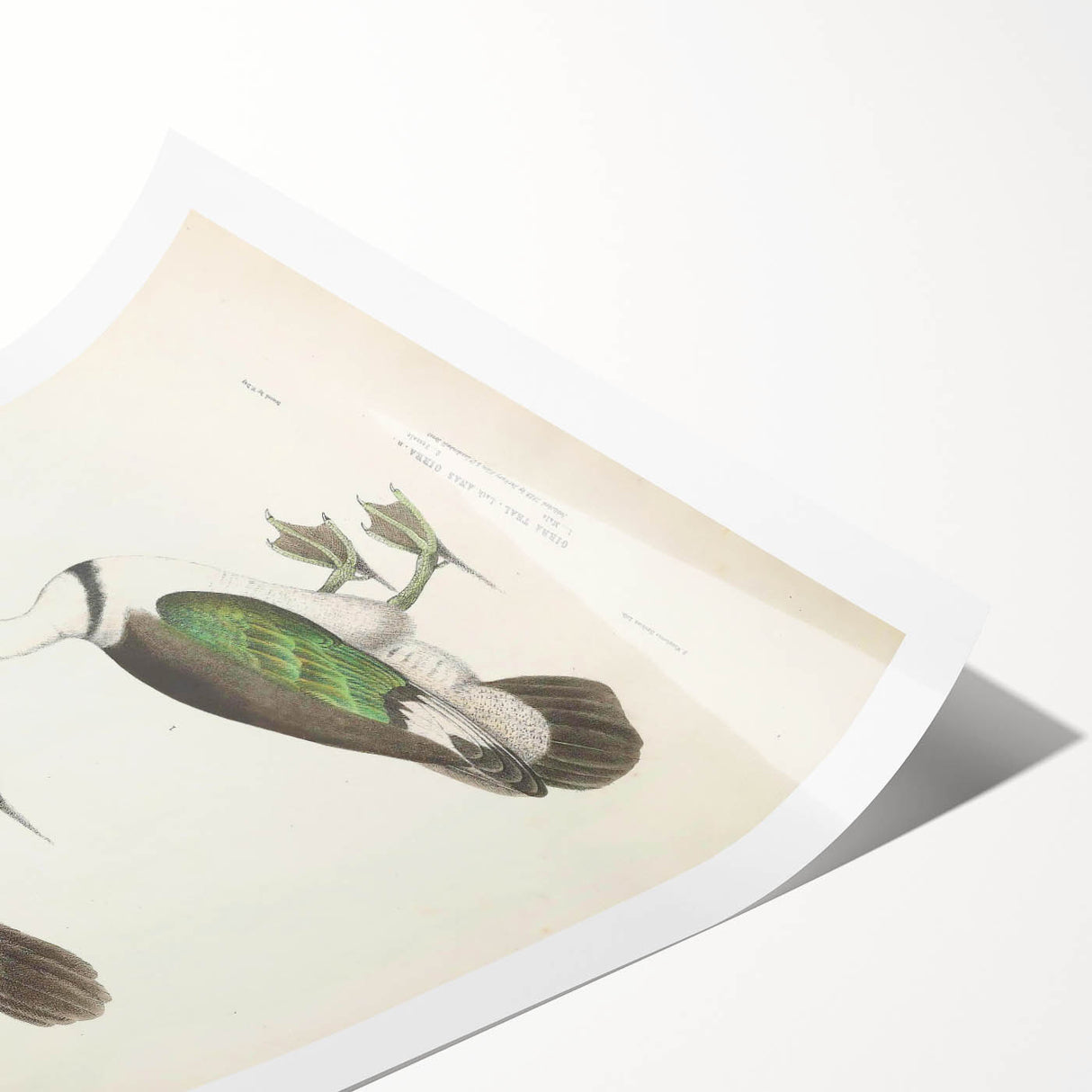 Vintage Animal Art – Girra Teal Duck Illustration Wall Print