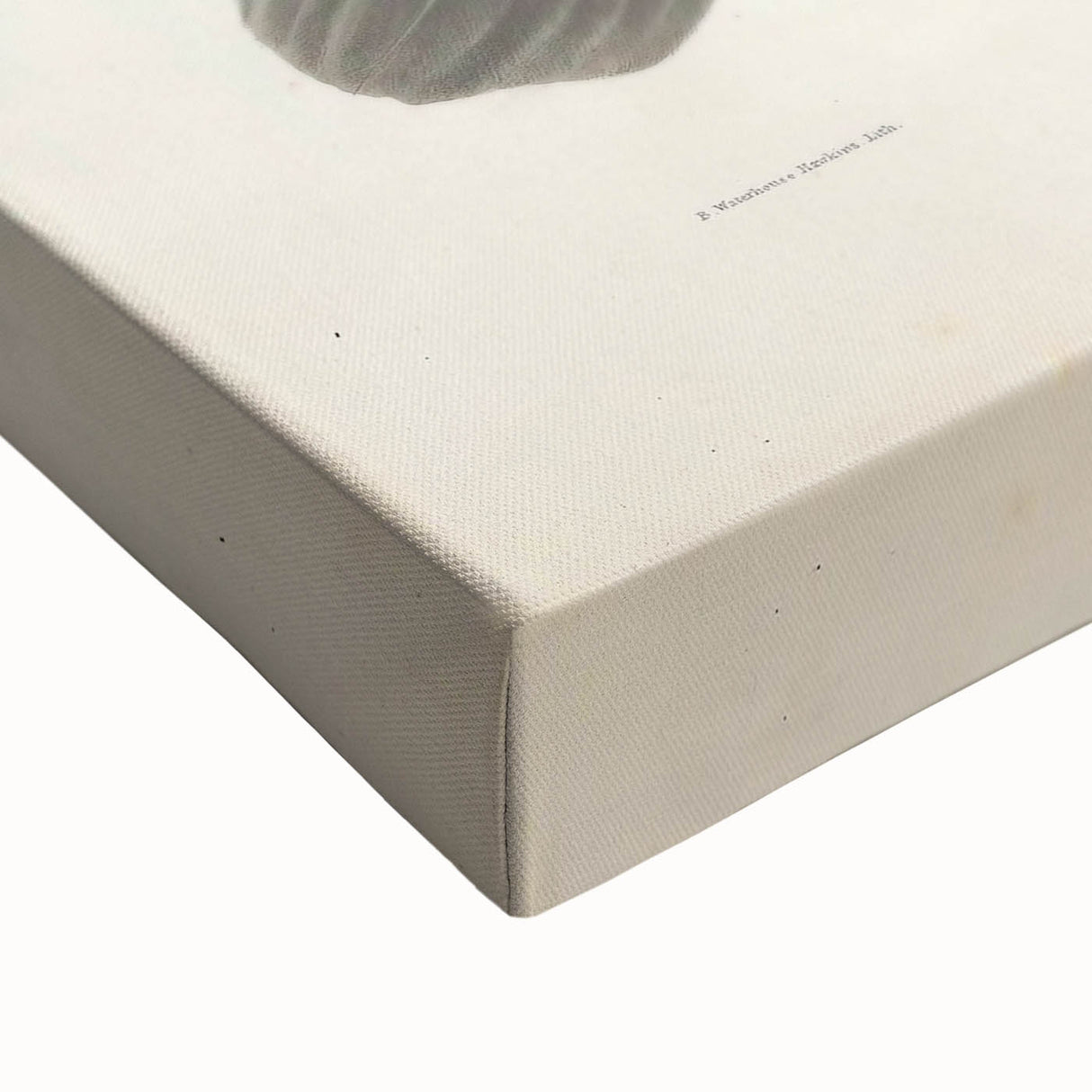 Vintage Animal Art – Girra Teal Duck Illustration Wall Print