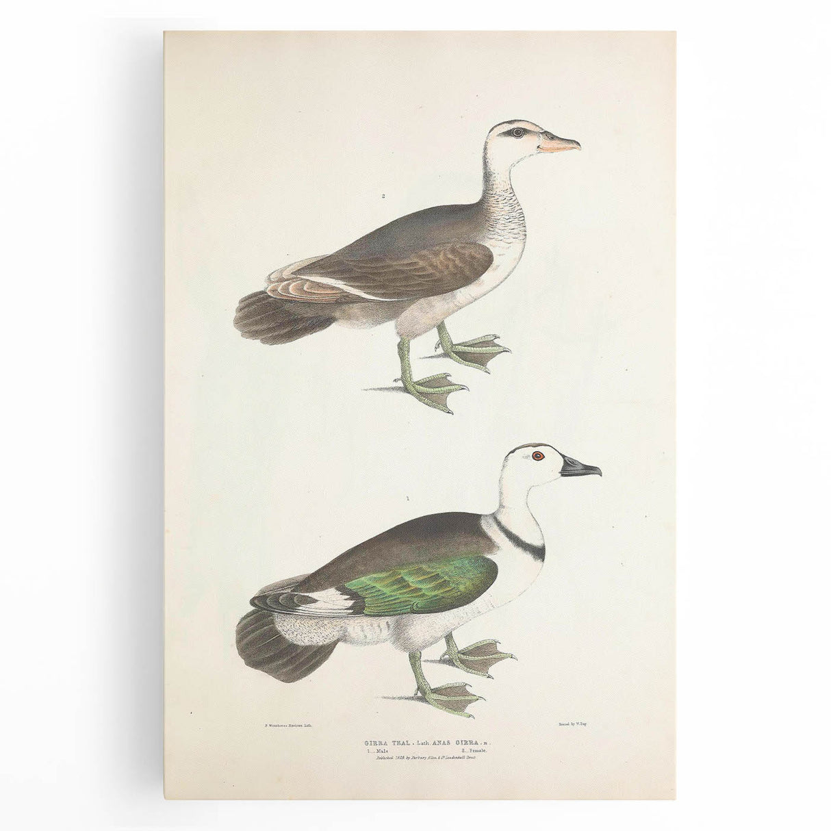 Vintage Animal Art – Girra Teal Duck Illustration Wall Print