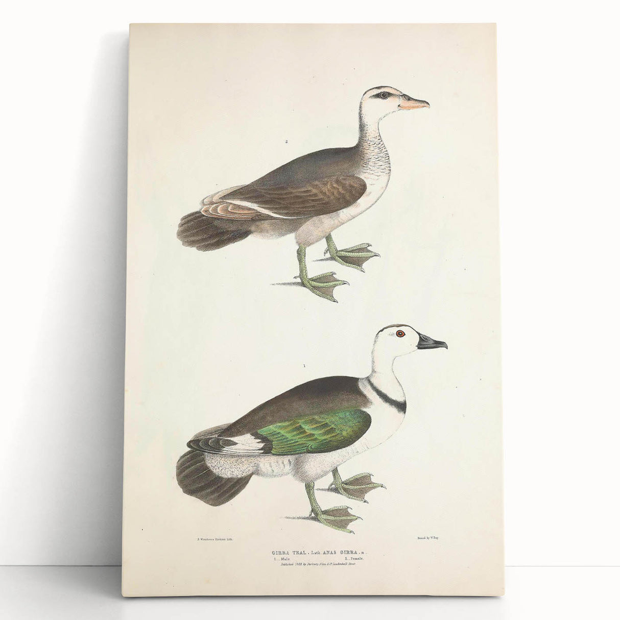 Vintage Animal Art – Girra Teal Duck Illustration Wall Print