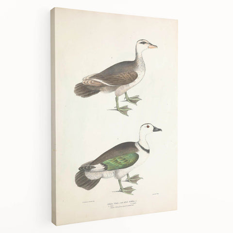 Vintage Animal Art – Girra Teal Duck Illustration Wall Print