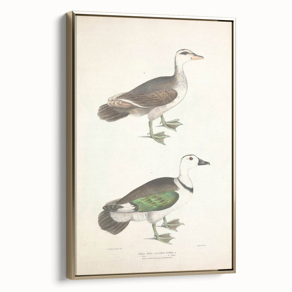 Vintage Animal Art – Girra Teal Duck Illustration Wall Print