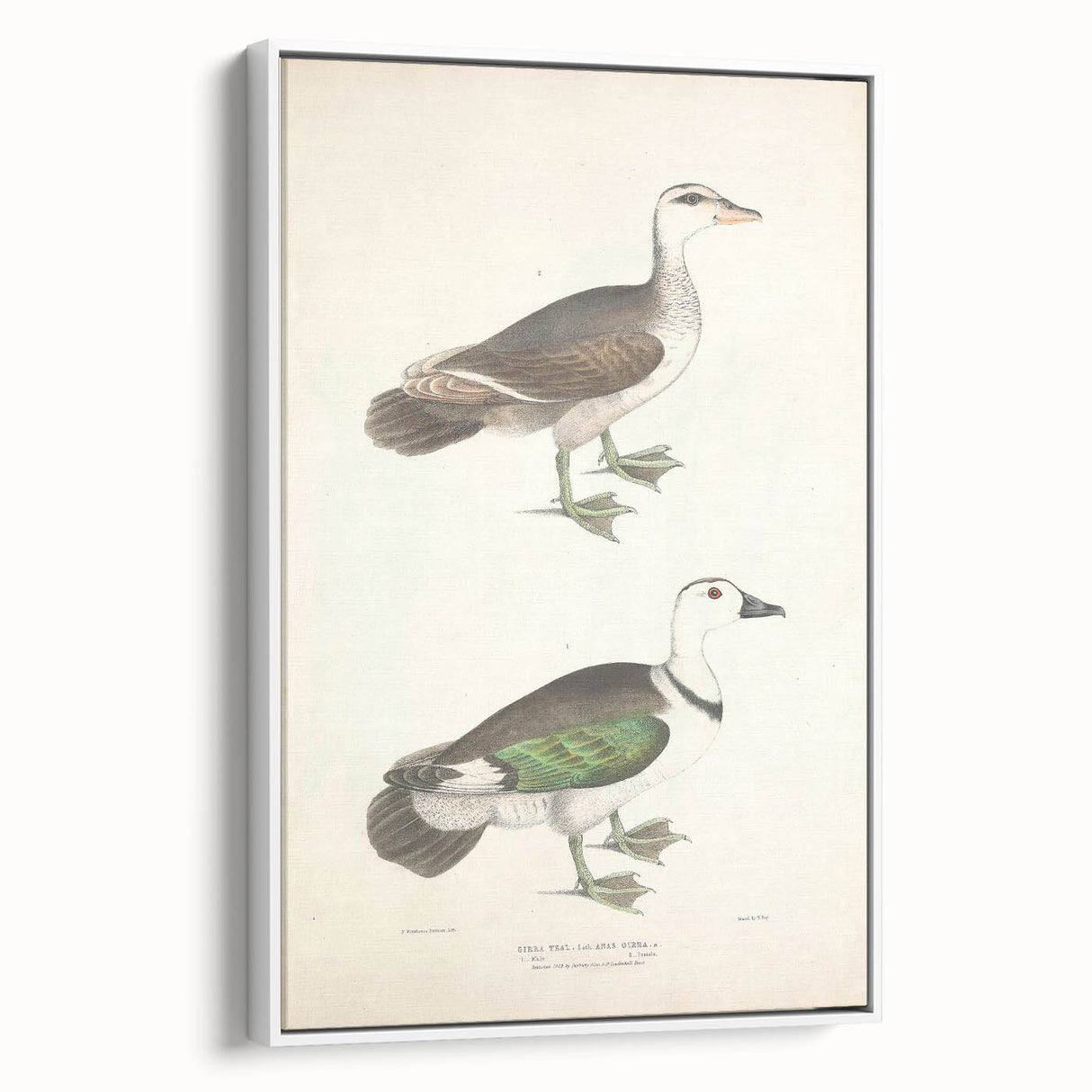 Vintage Animal Art – Girra Teal Duck Illustration Wall Print