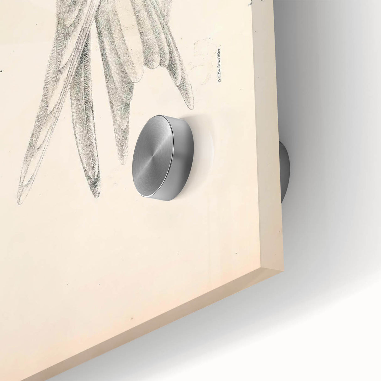 Vintage Animal Art – Waved Tern Illustration Wall Print