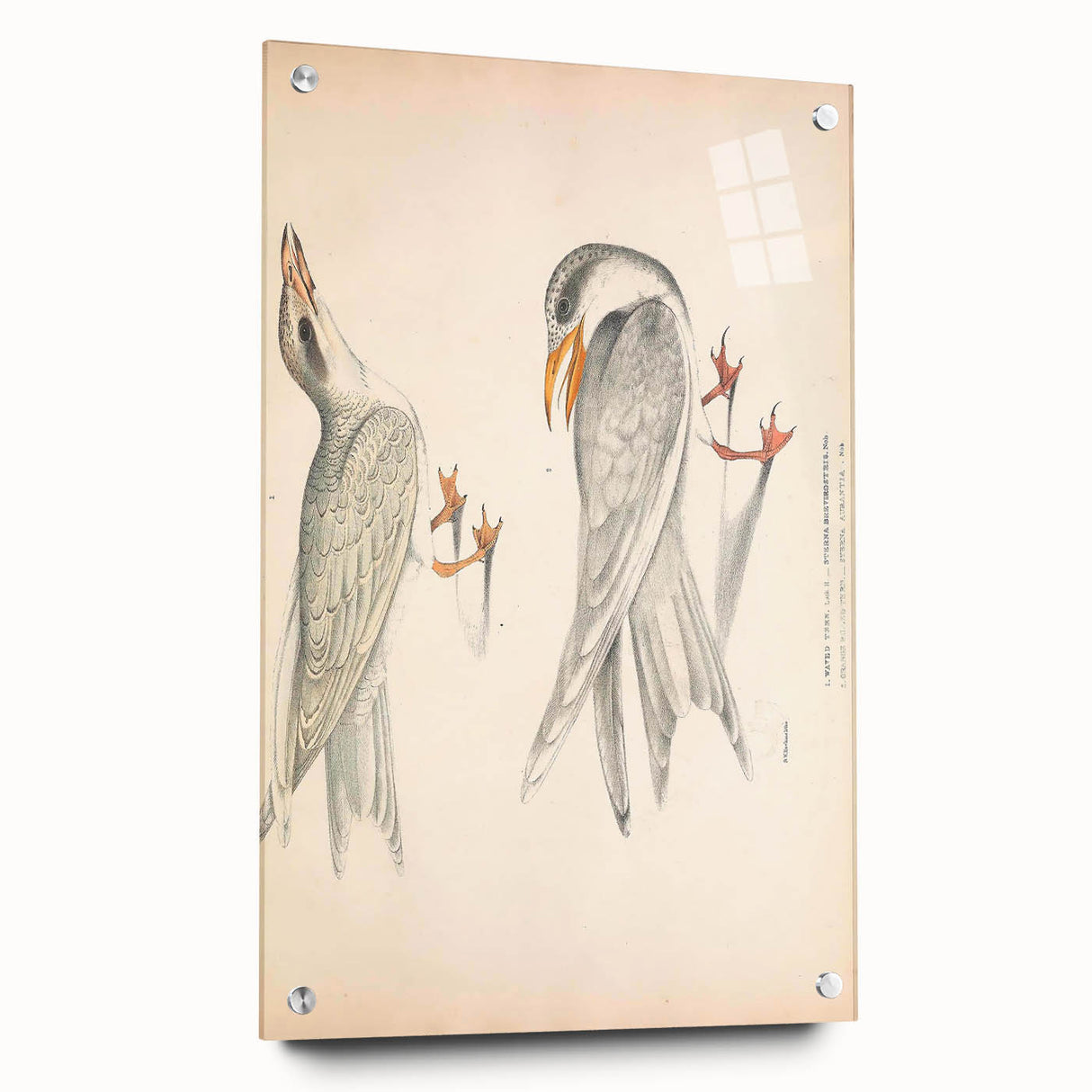 Vintage Animal Art – Waved Tern Illustration Wall Print