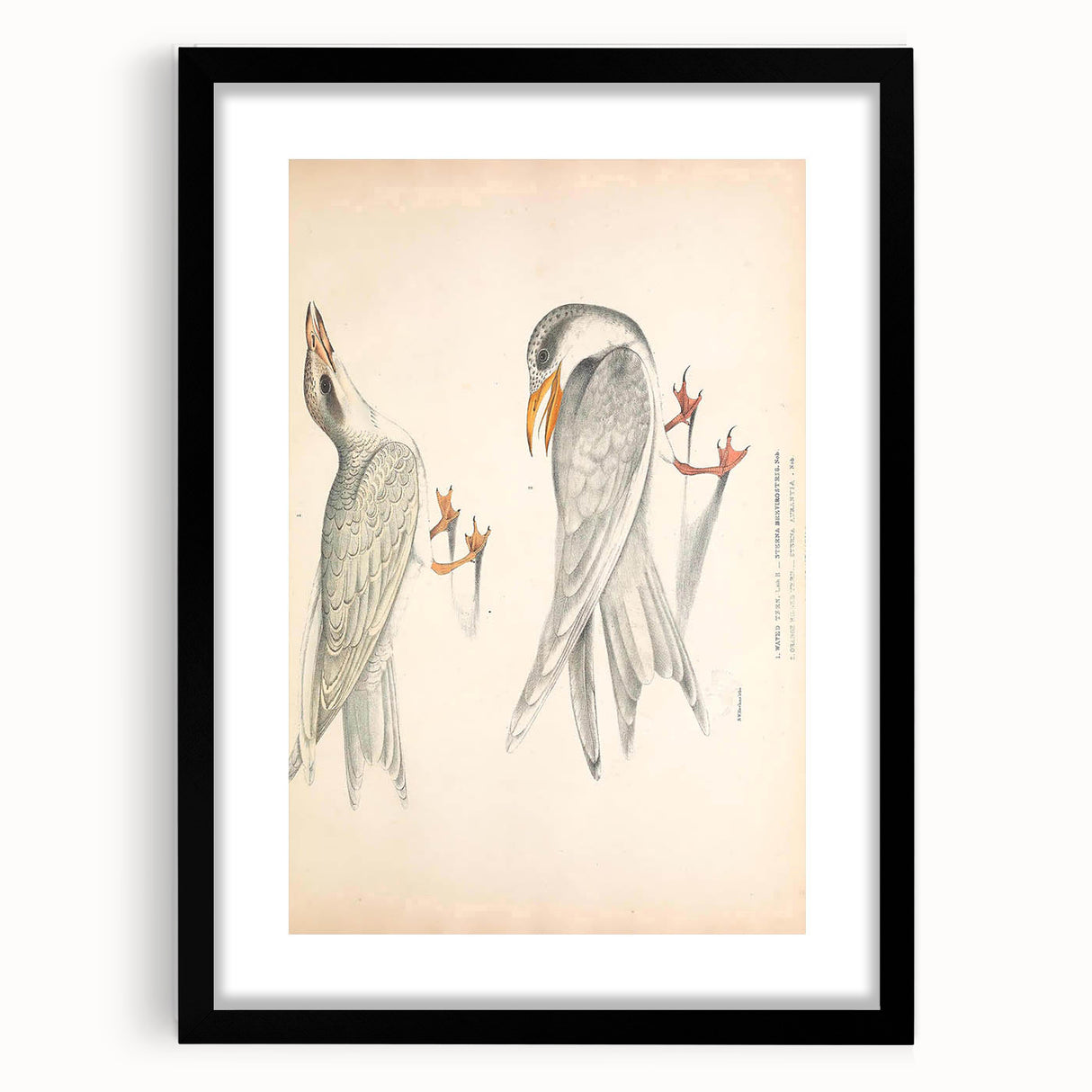 Vintage Animal Art – Waved Tern Illustration Wall Print