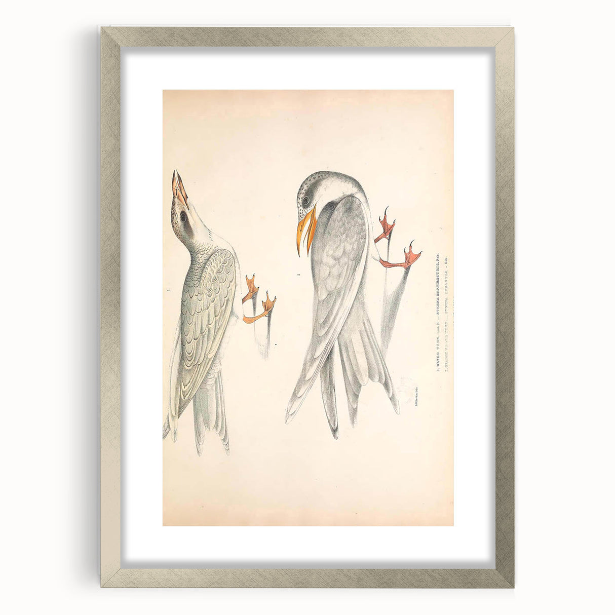 Vintage Animal Art – Waved Tern Illustration Wall Print